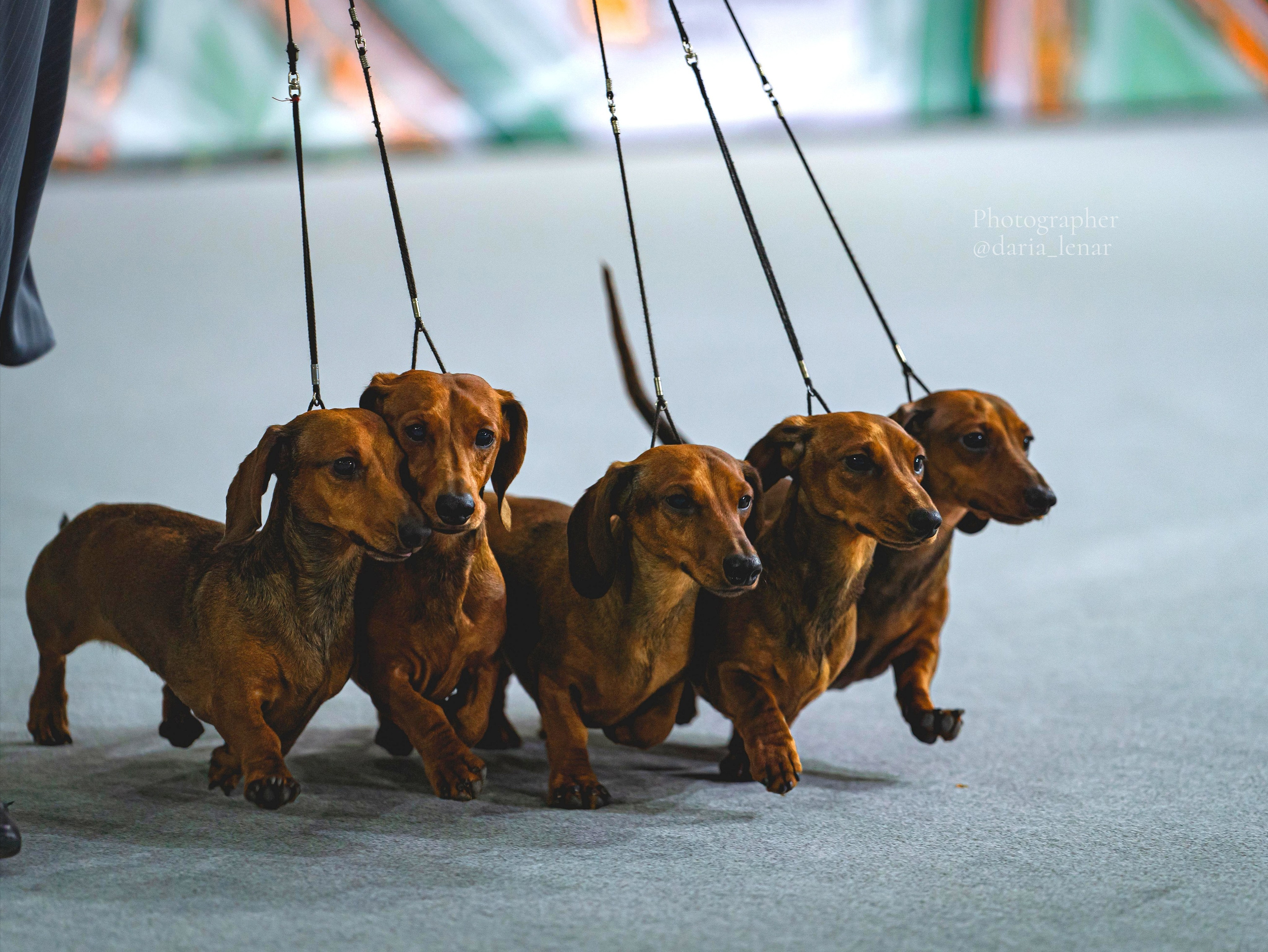 Выставки собак. Фотограф в Москве Ленарская Дарья