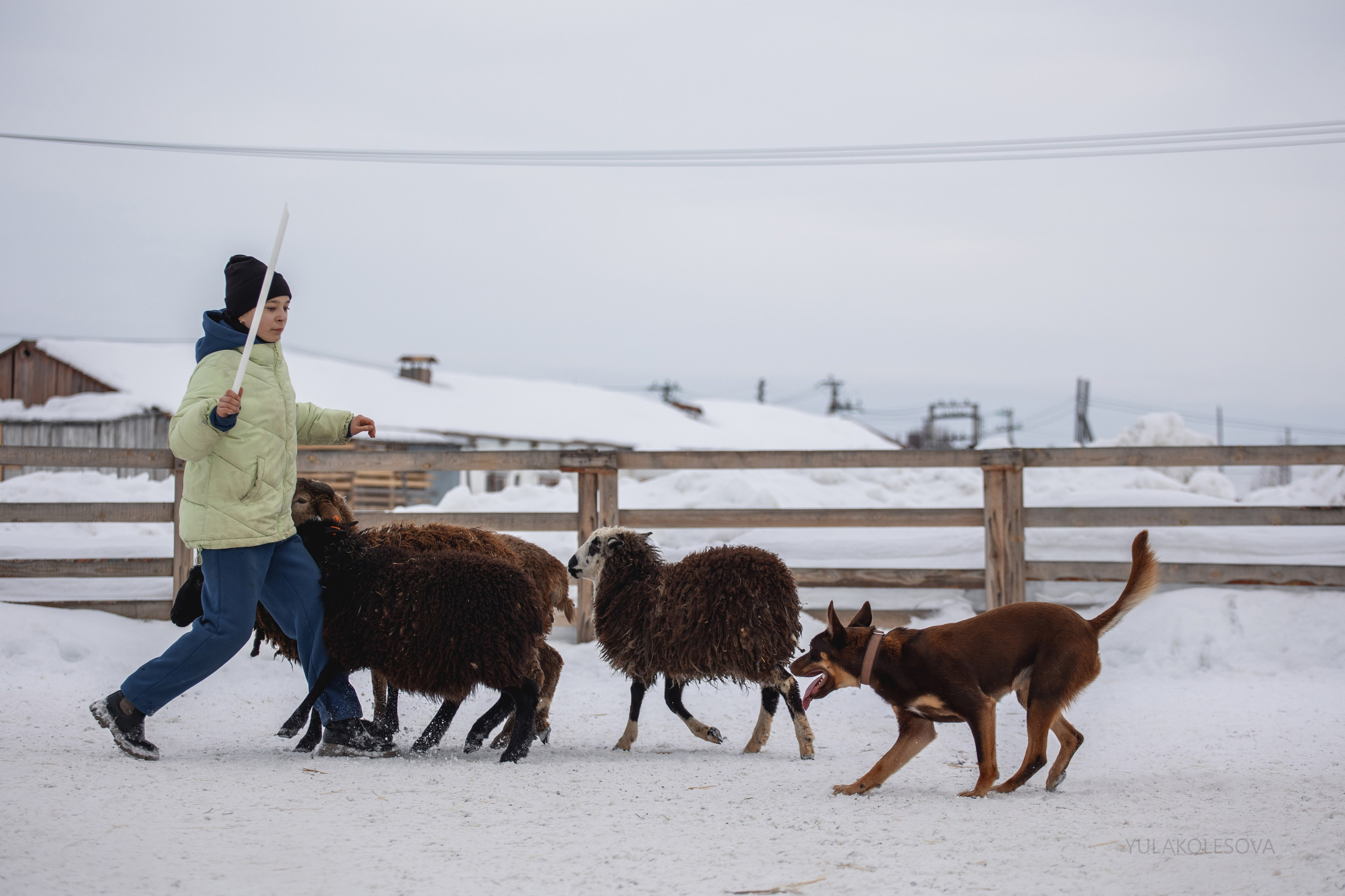 Алиса и Вегас. YULA KOLESOVA | Фотограф — Анималист | Художник | Тюмень