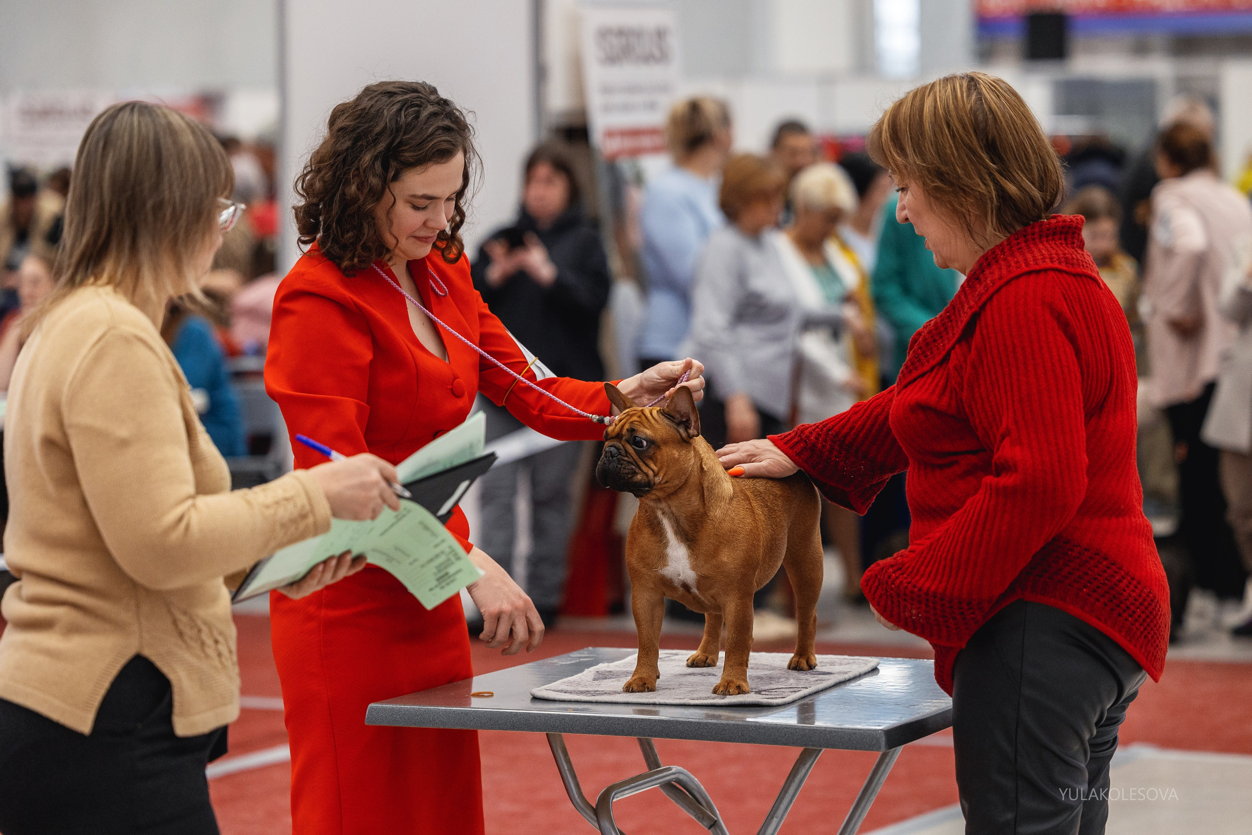 14.12.2024 Выставка собак всех пород «Кубок Дружбы — 2024». YULA KOLESOVA | Фотограф — Анималист | Художник | Тюмень