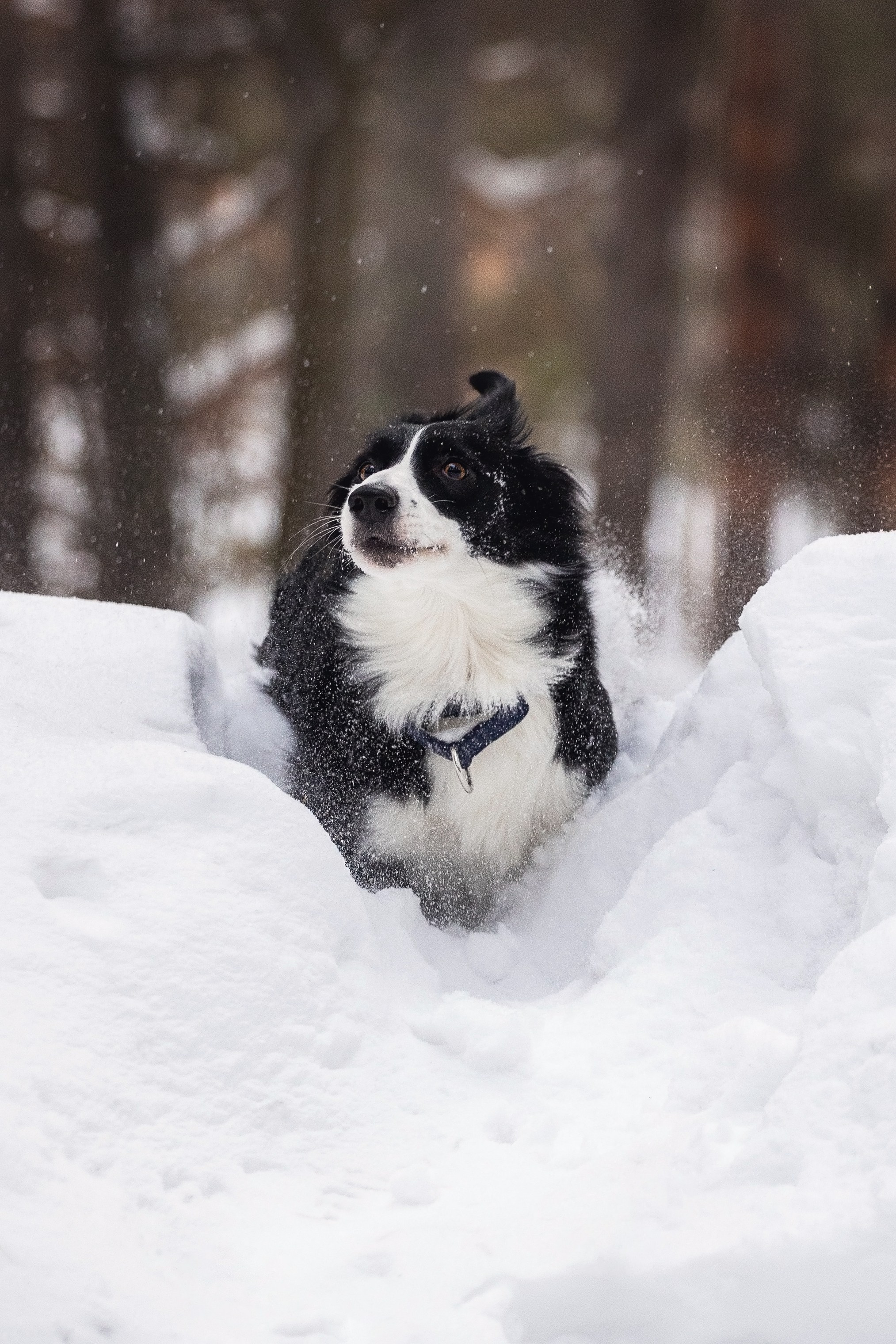 Арина и Грейс. YULA KOLESOVA | Фотограф — Анималист | Художник | Тюмень