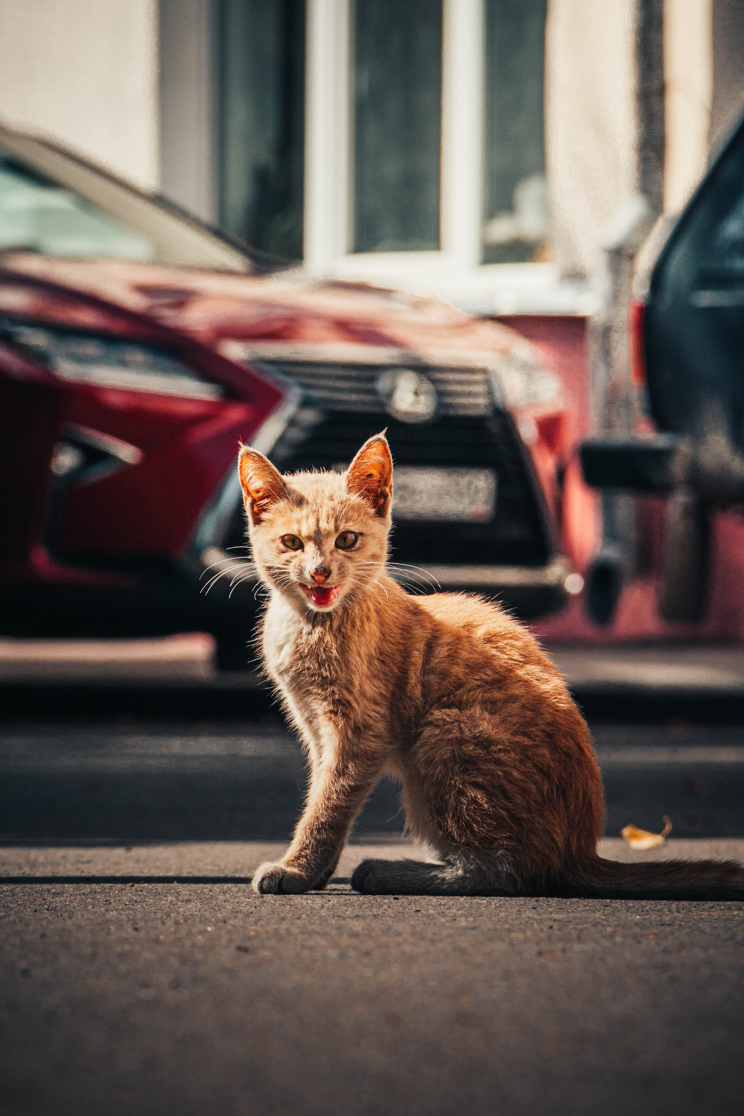 Animals. Фотограф/Видеограф