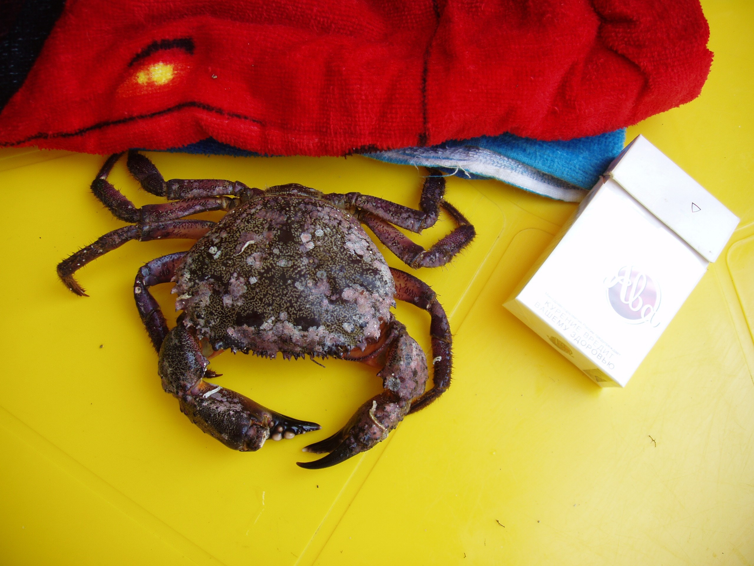 Отпуск 27.05-16.08. Семейный, Свадебный фотограф СПБ Питер— Романова Екатерина