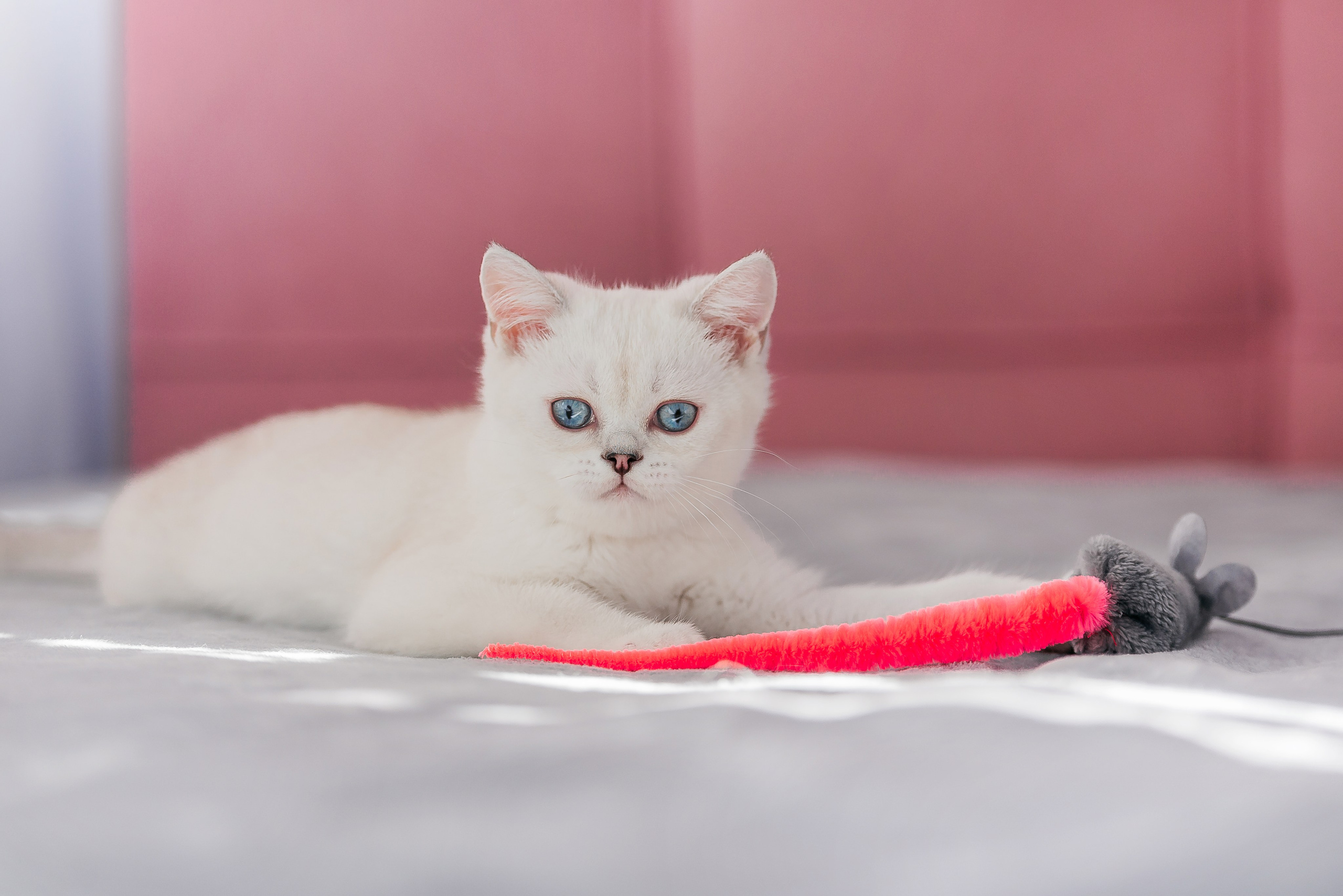 Питомец в кадре. Фотограф-анималист Анастасия Парфенова|Екатеринбург