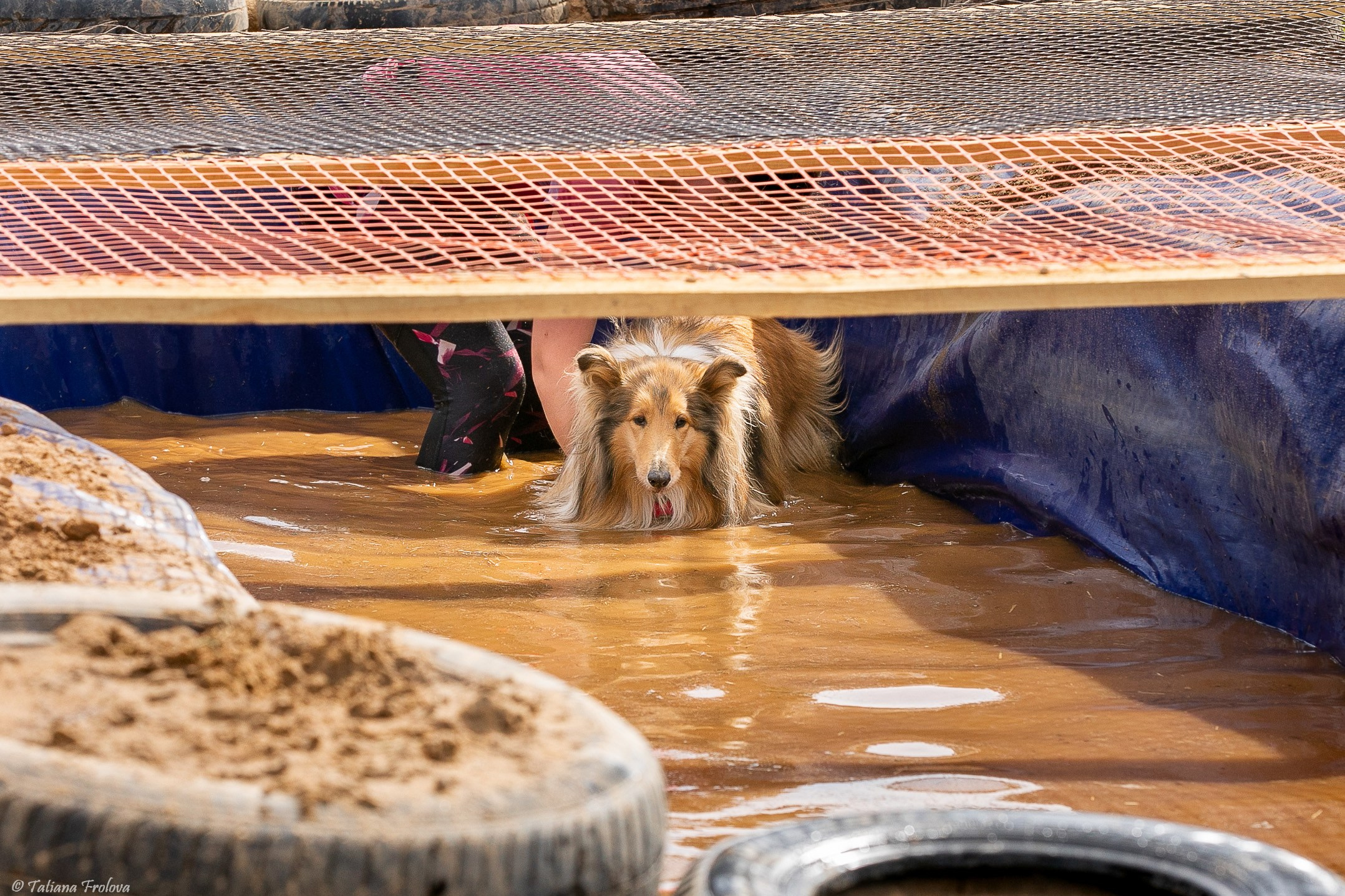 Фоторепортаж с забега с собаками. Фотограф-анималист в Москве и Московской области Татьяна Фролова
