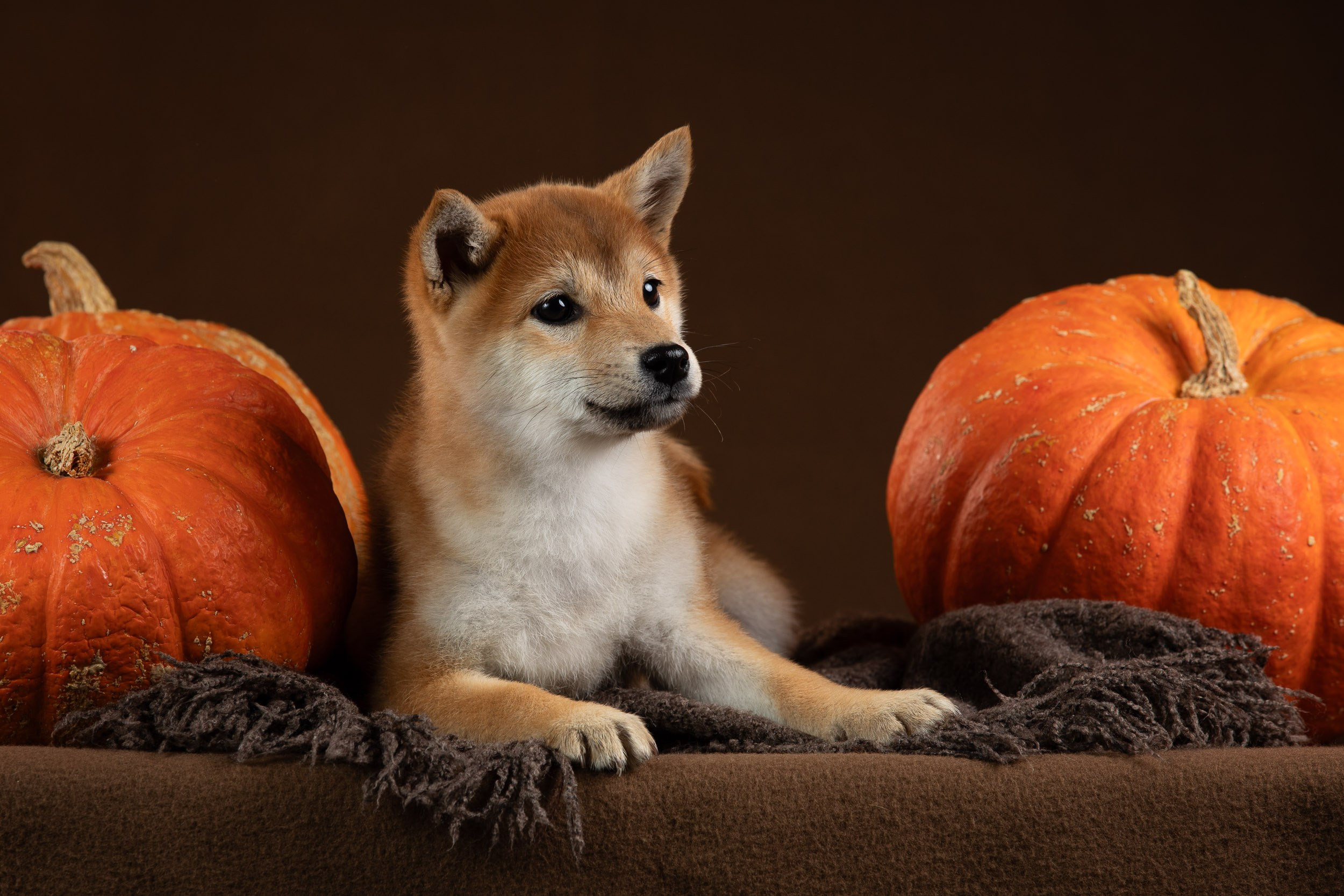 Фотограф-анималист в Москве и Московской области Татьяна Фролова