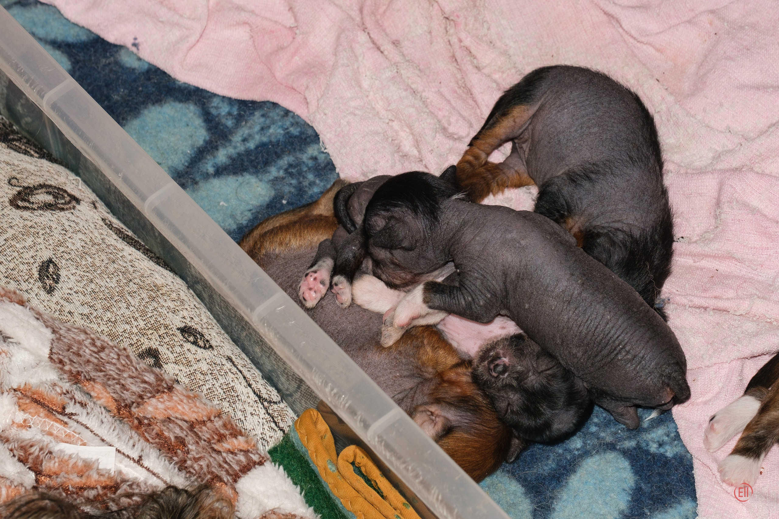 Litter V. Poale Ell Chinese Crested Dog Kennel: Buy a puppy from the kennel