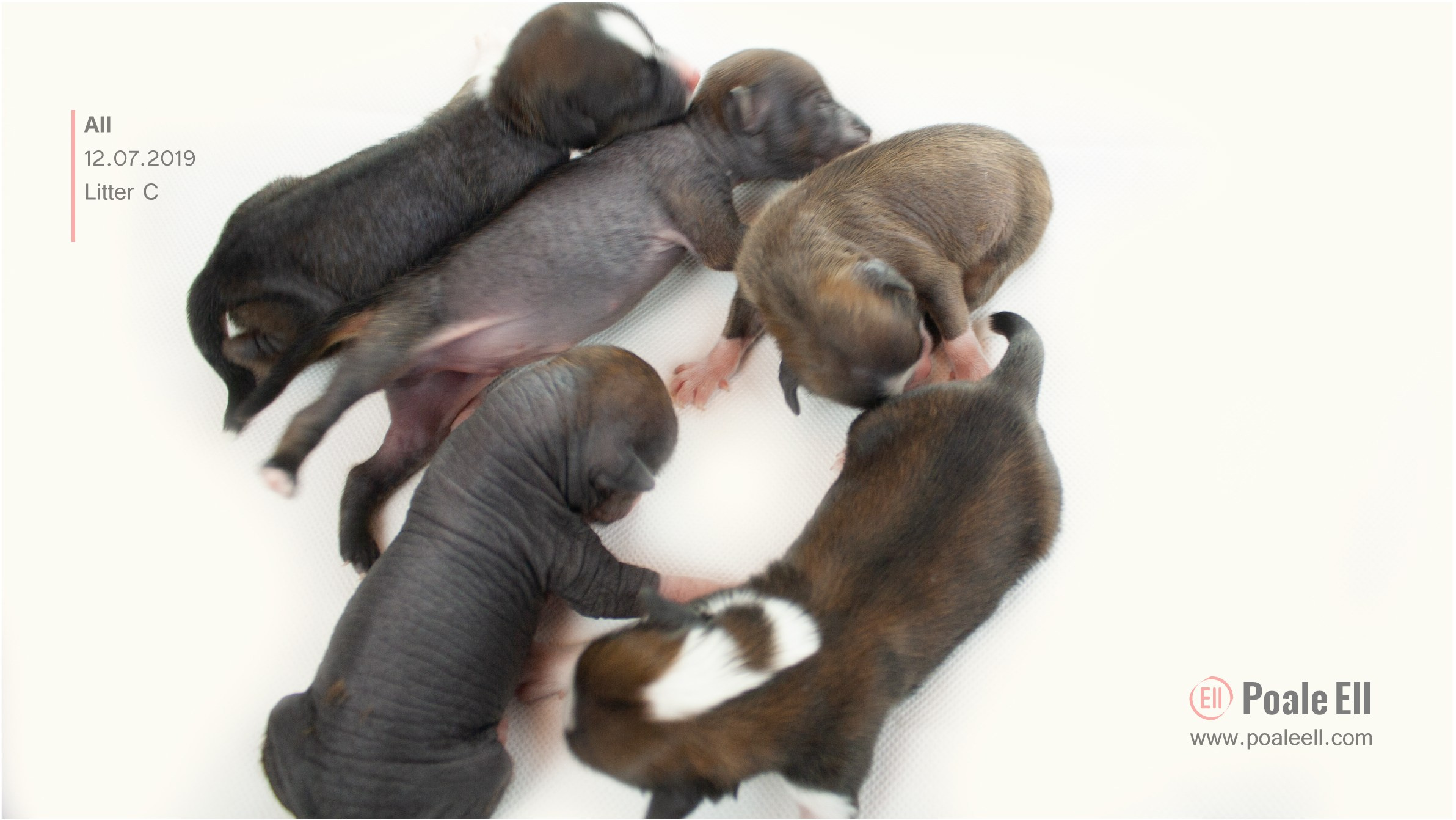 Litter C. Chinese Crested Dog Kennel Poale Ell