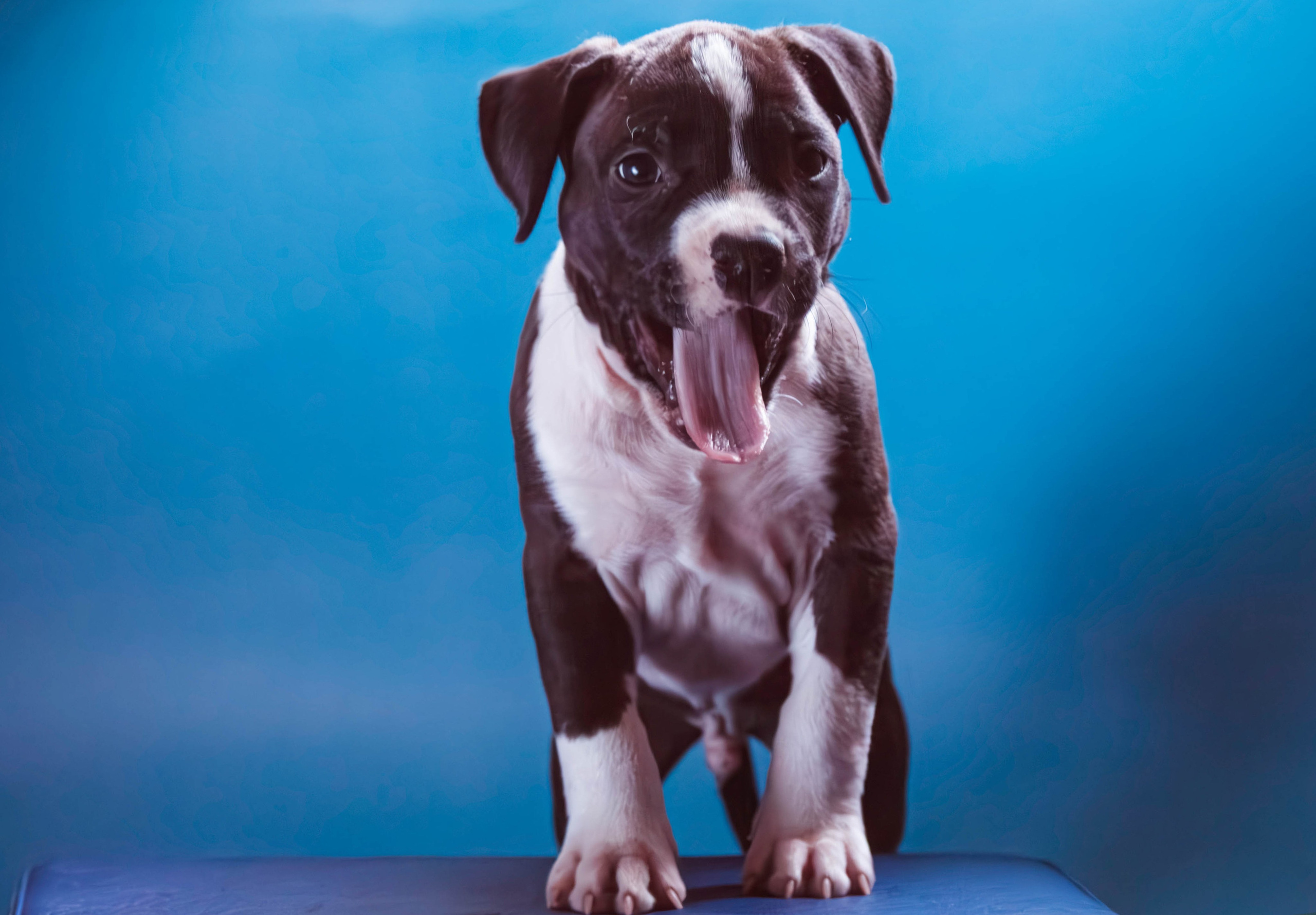 Фотосессия щенков от 7-и дней в стиле ньюборн. Фотограф анималист — Тула, Москва