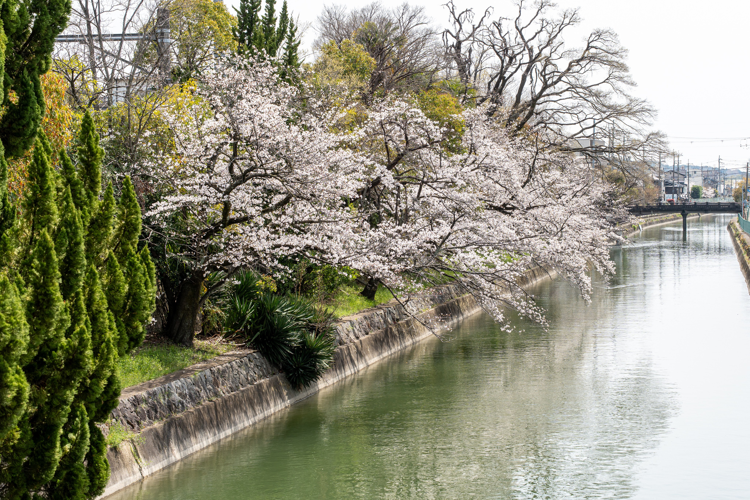 Япония, сакура. Творческие сьемки