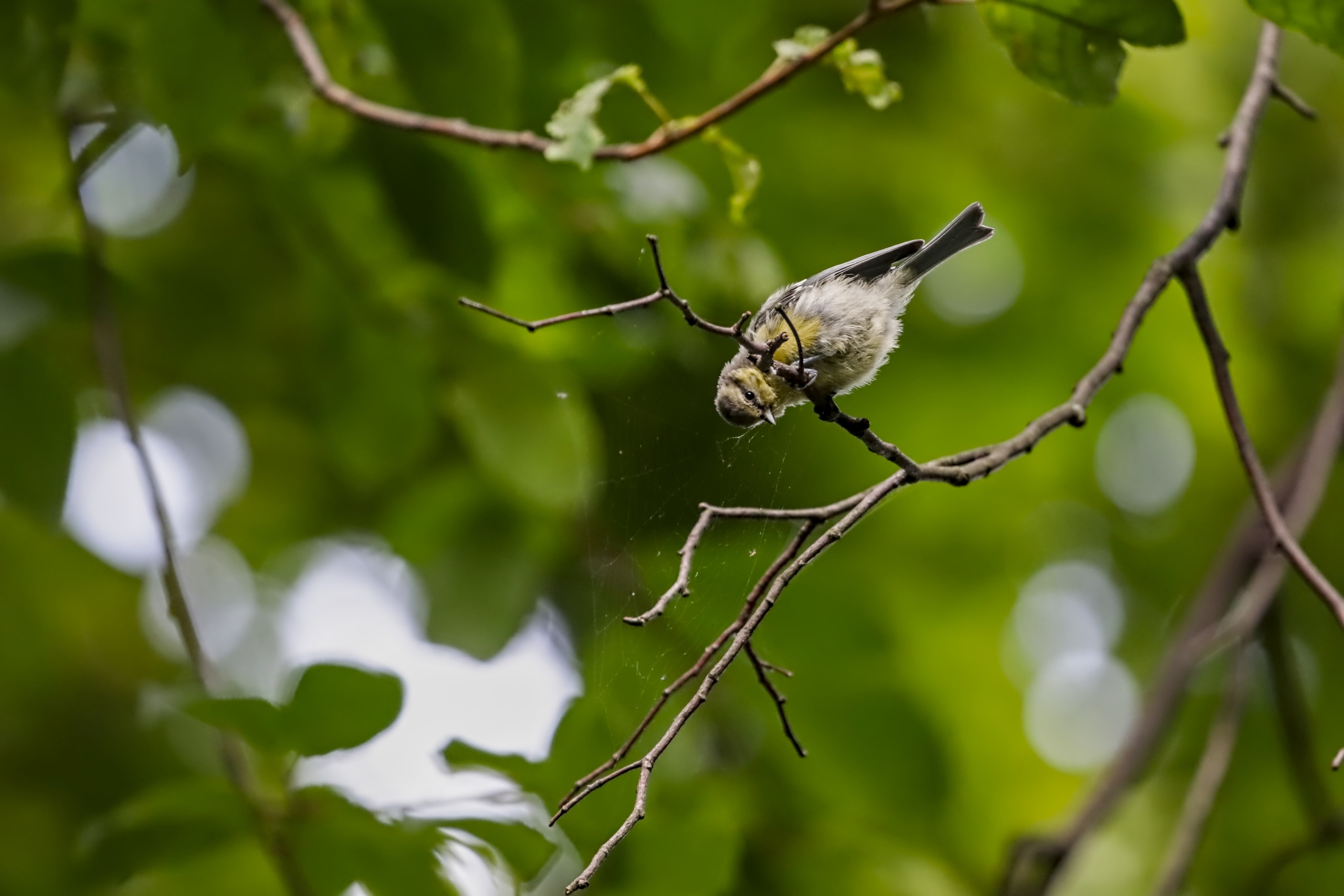 Птицы (Aves). Someone from Russia aka RUS147