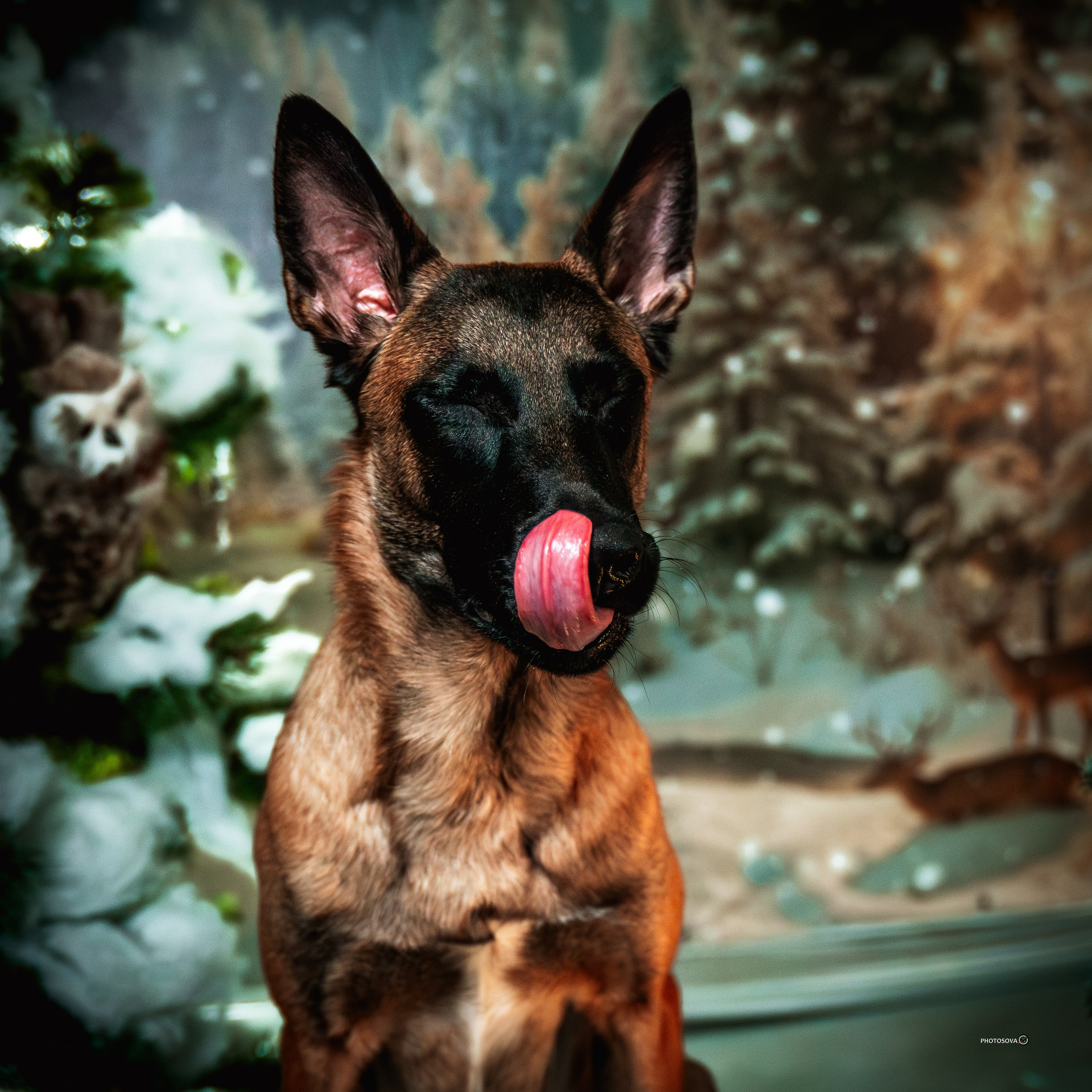 ФОТОПАМЯТЬ ВАШИХ ЭМОЦИЙ. Фотограф-анималист, семейный фотограф в Москве и Подмосковье. Фотосъёмка кинологических дисциплин