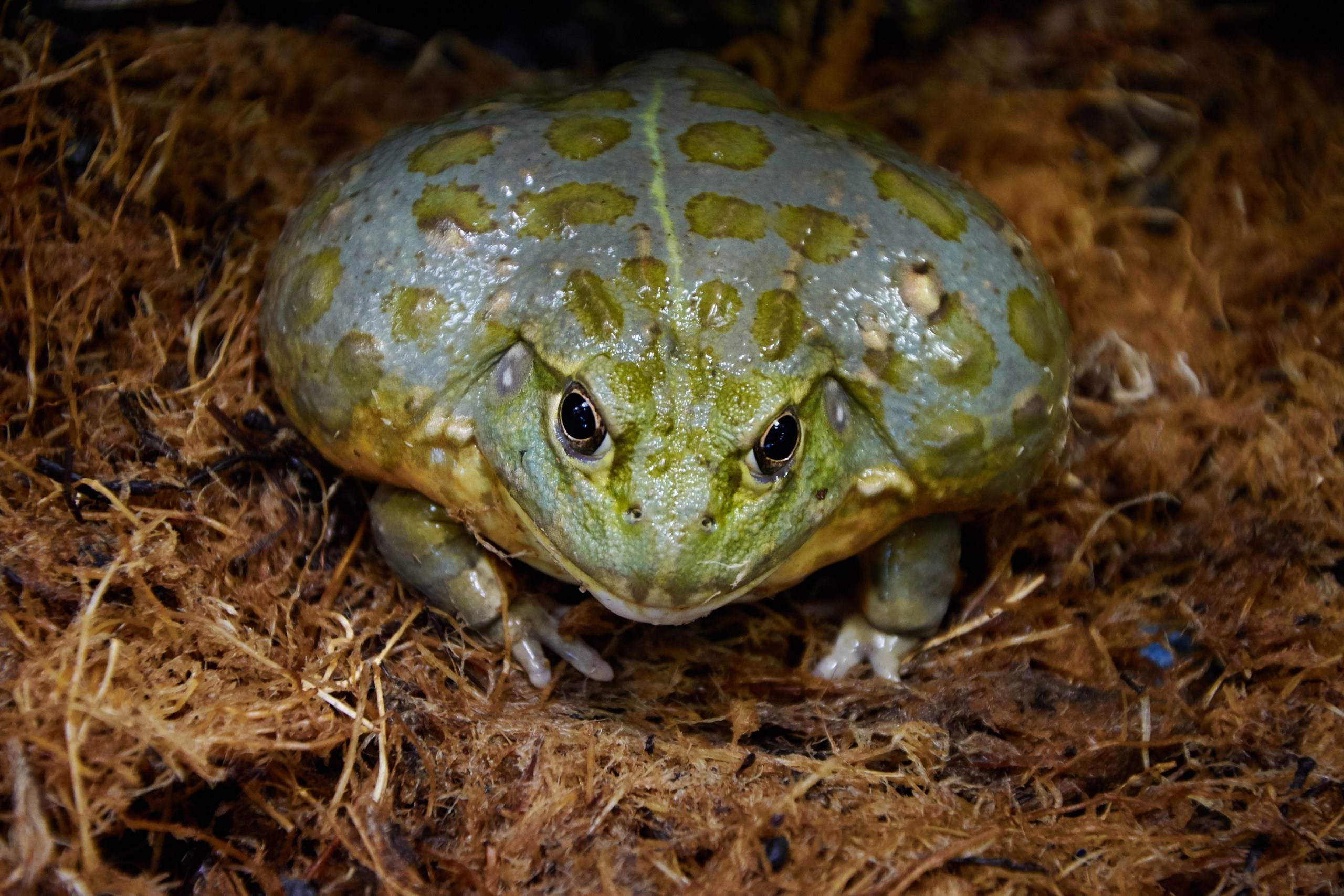 Костромской экзотариум. Ольга Чёкотова (Фотограф Кострома)