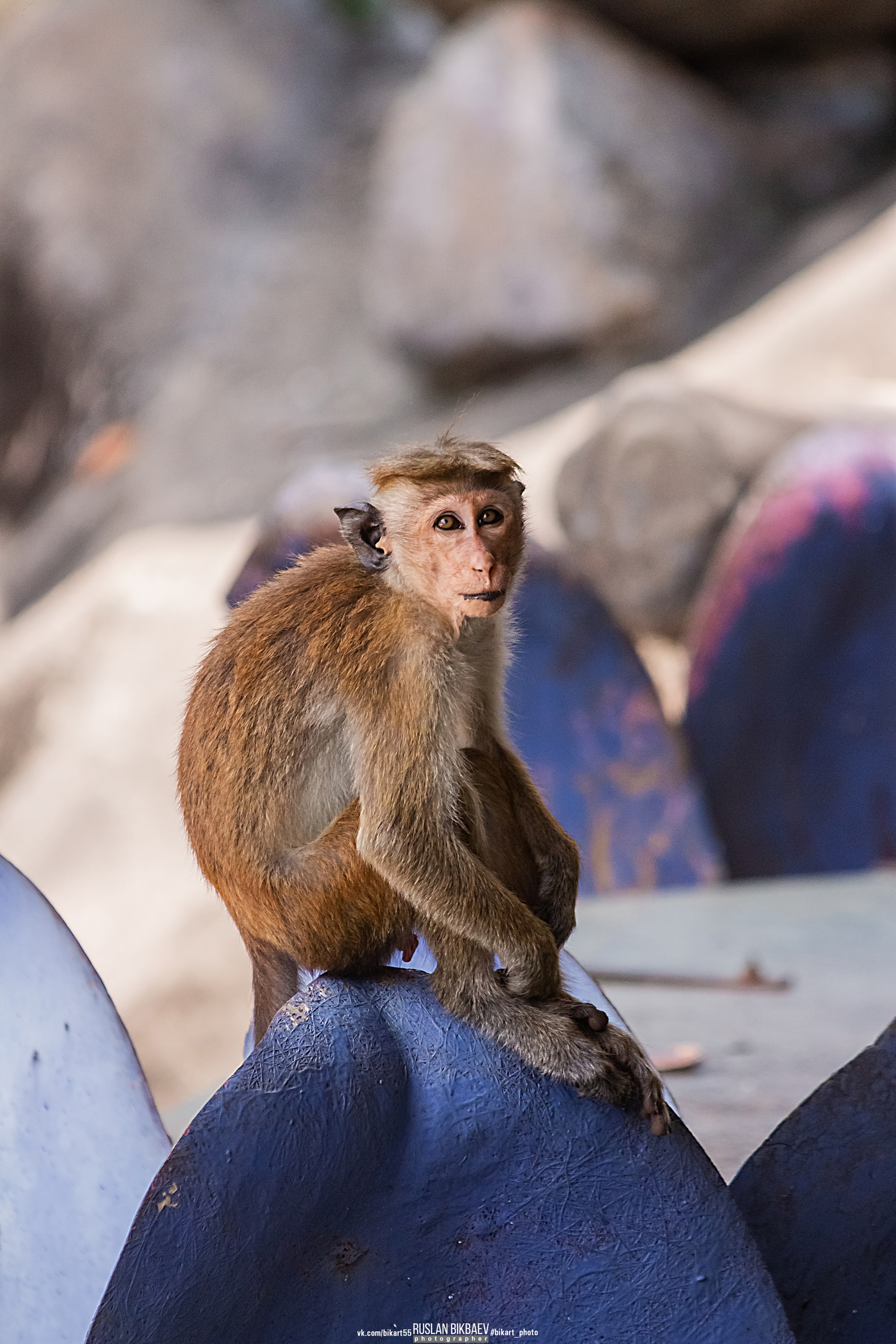 ШРИ-ЛАНКА 2025 / SRI LANKA 2025. Главная