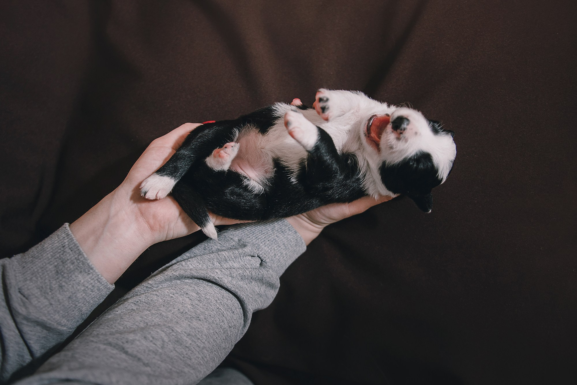 Щенки. Фотограф Анна Тюрина