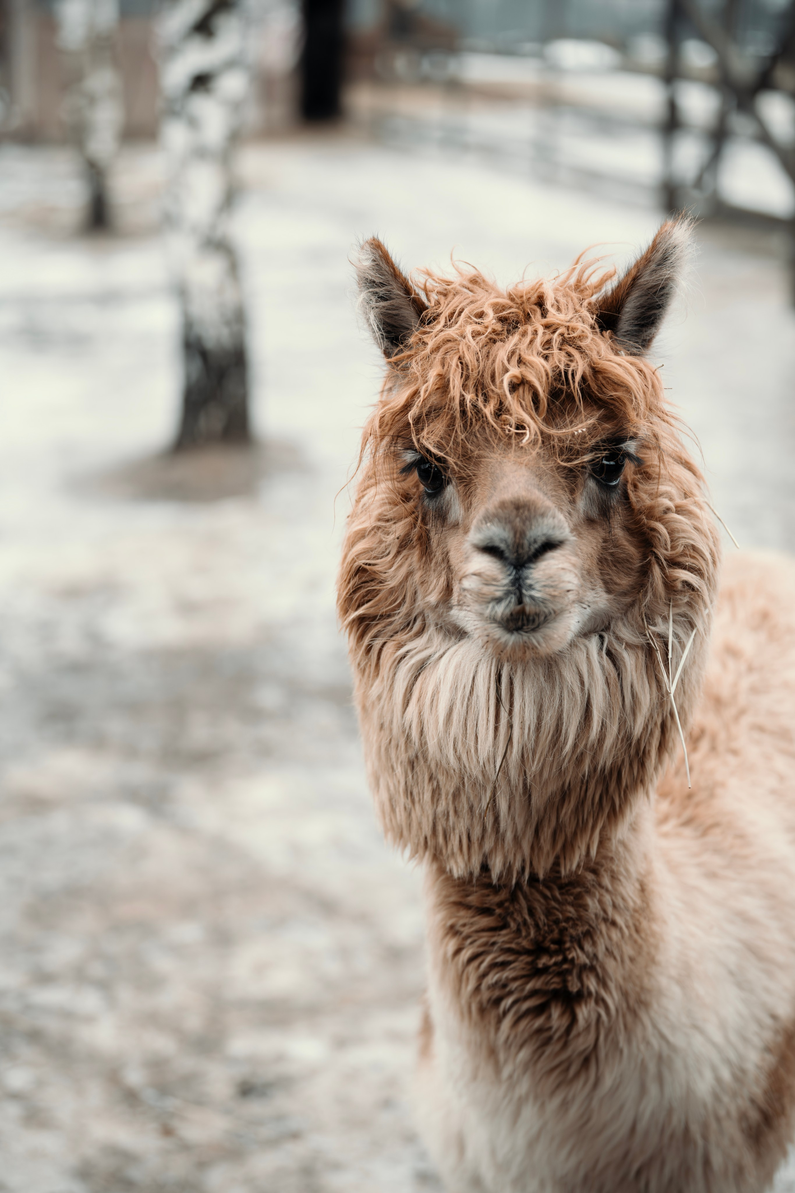 Альпаки. Свадебный и семейный фотограф в Москве Елена Новикова