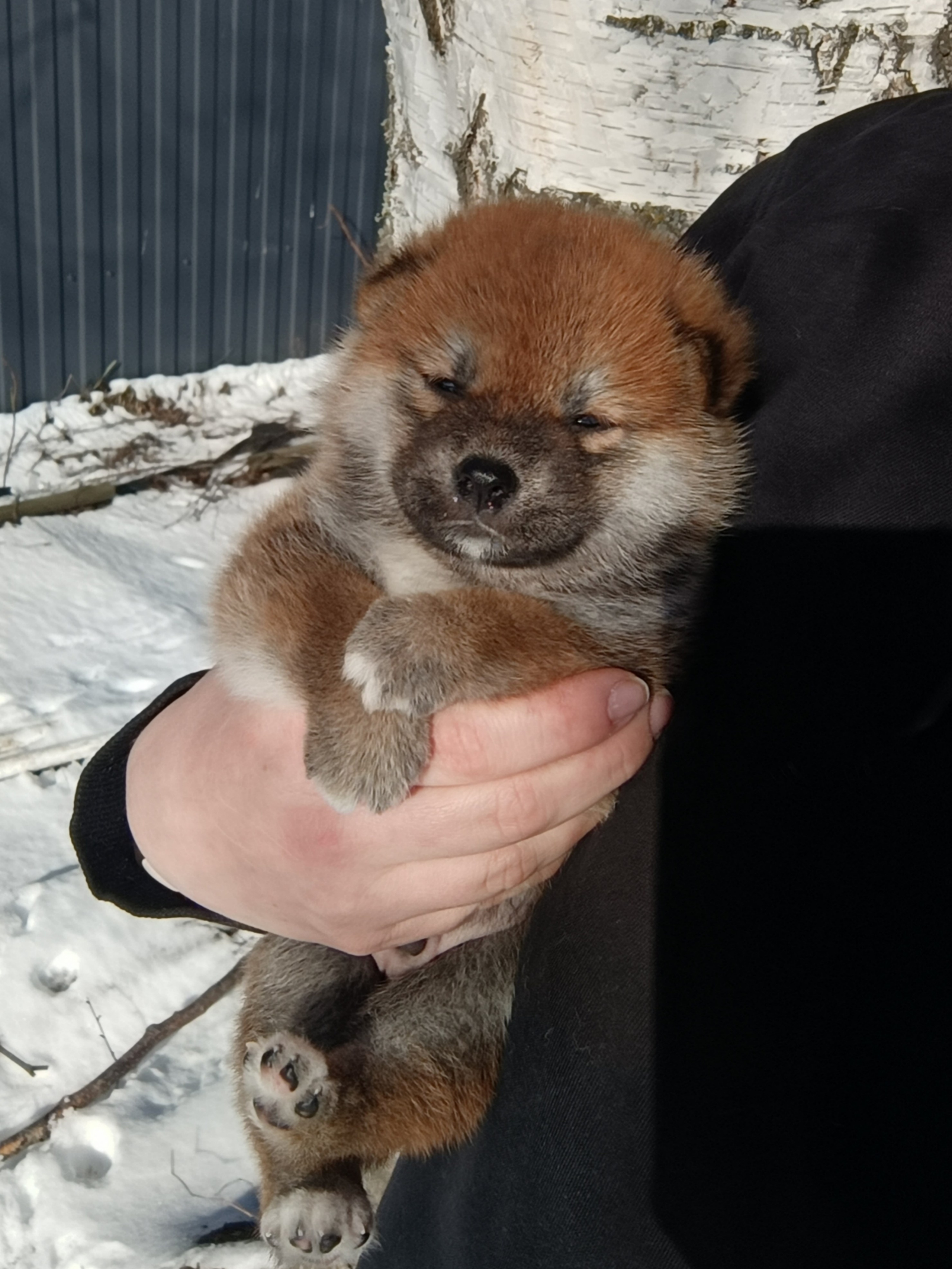 сиба питомник Рубилайт щенки на продажу rubylight  сиба щенки купить СПб Санкт-Петербург 