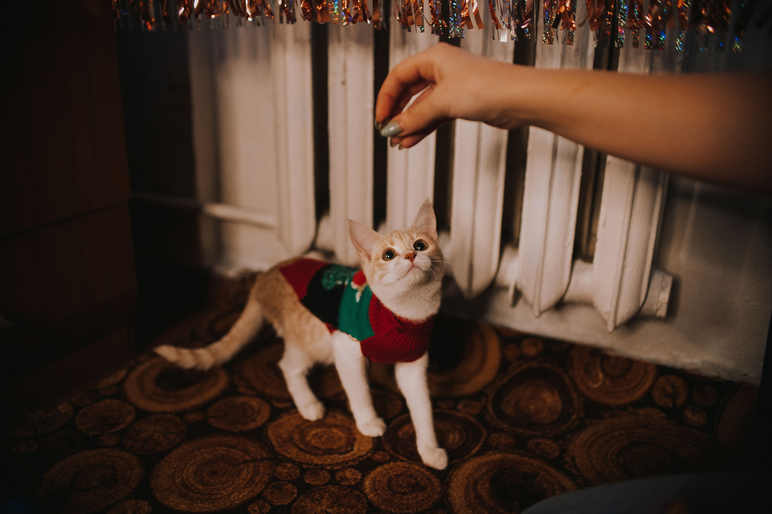 Котовая серия: Настя и Текилла (Королёв, 2022). Анна Пушина, фотограф, Москва, Королев, Пушкино