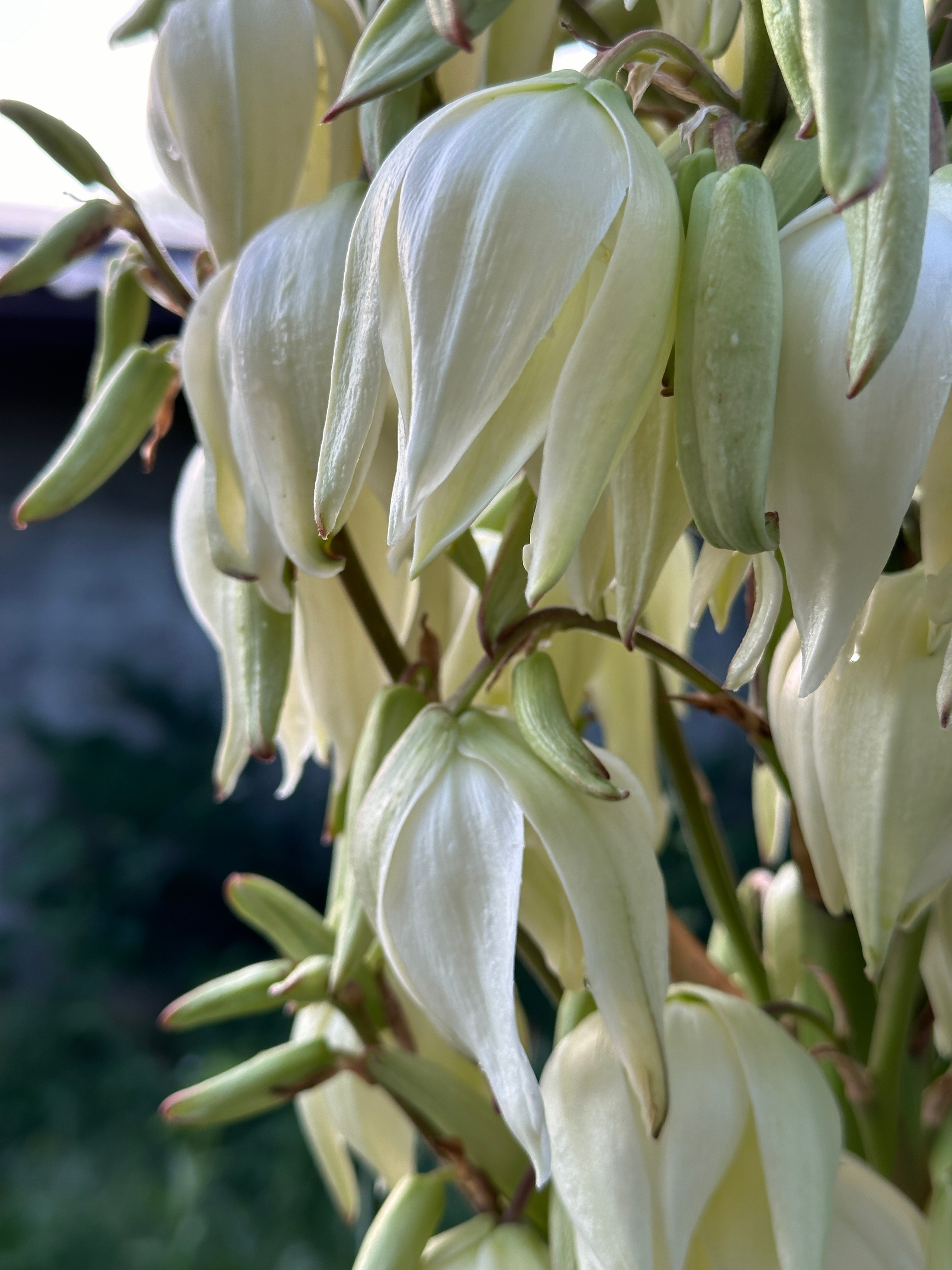 Макро любовь. Смотри, красота!