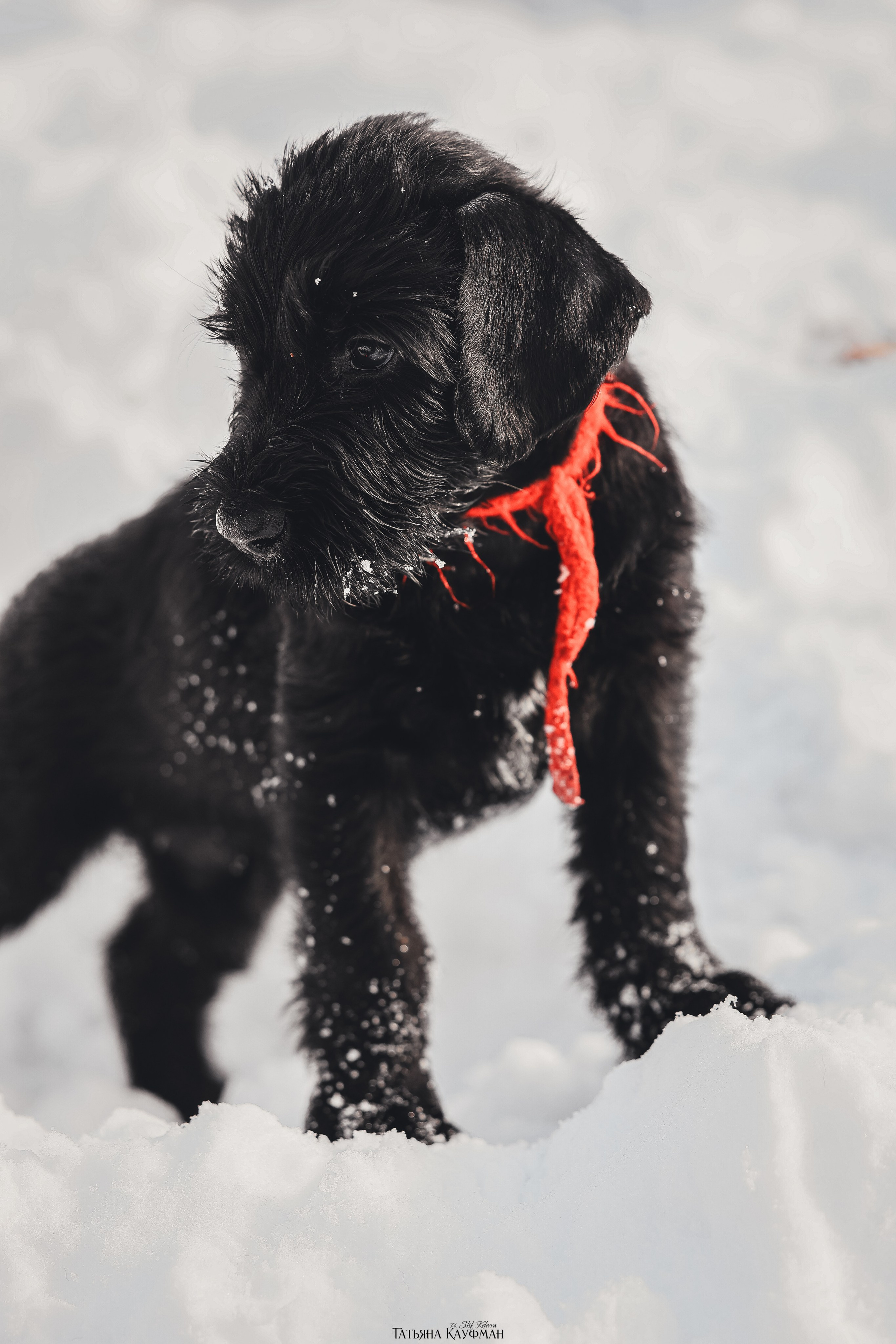 Ризеншнауцер, щенки ризеншнауцера, купить ризеншнауцера, купить щенка, ризеншнауцер Новосибирск, фотосъемка щенков, фотосессия собак, заказать фотосессию, фотографии щенков, сфотографировать щенка, фотограф Анималист, фотограф собак Новосибирск, фотограф анималист Новосибирск