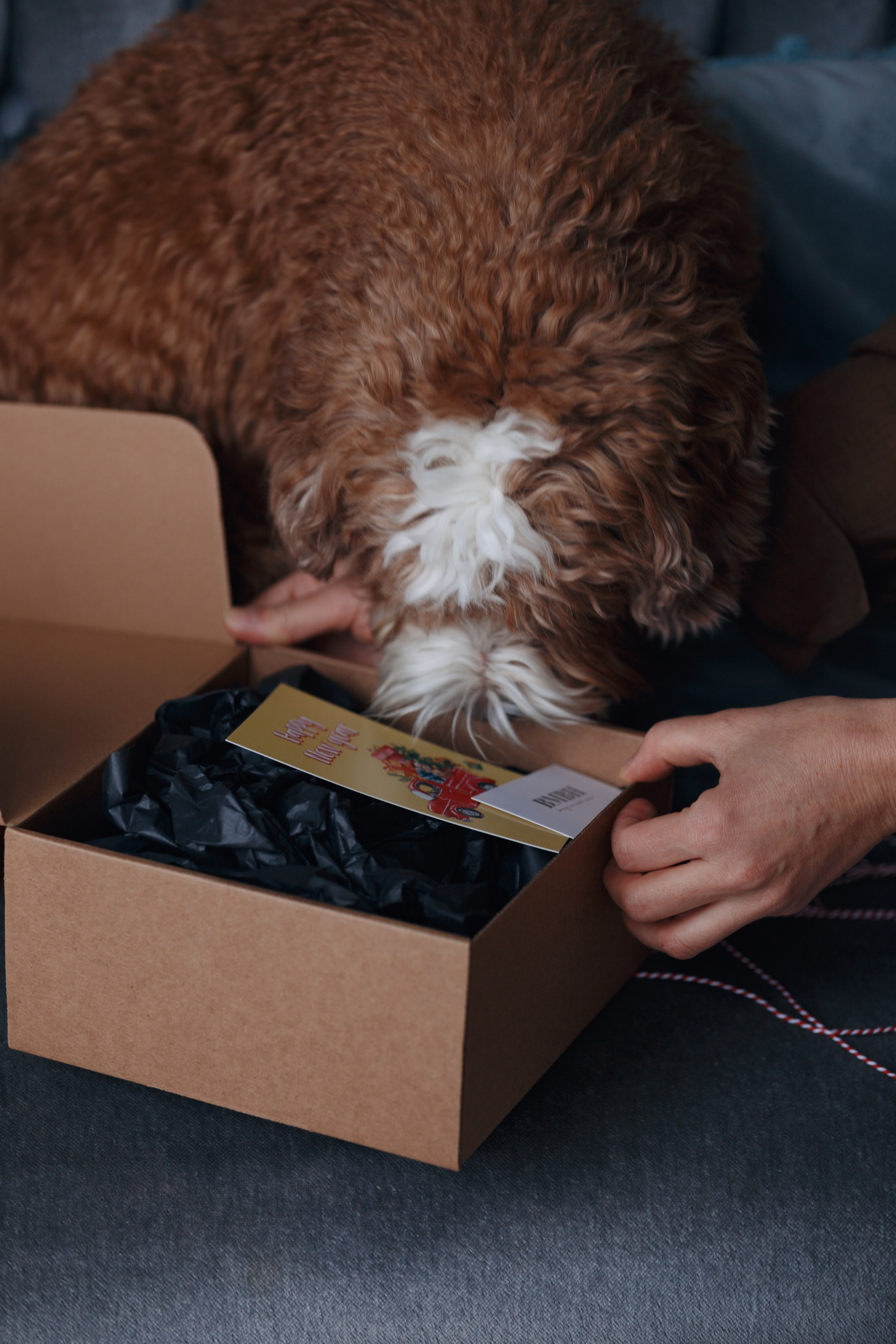 Bmbh лежанки и адресники. Фотограф анималист Кристина Карпова, Москва