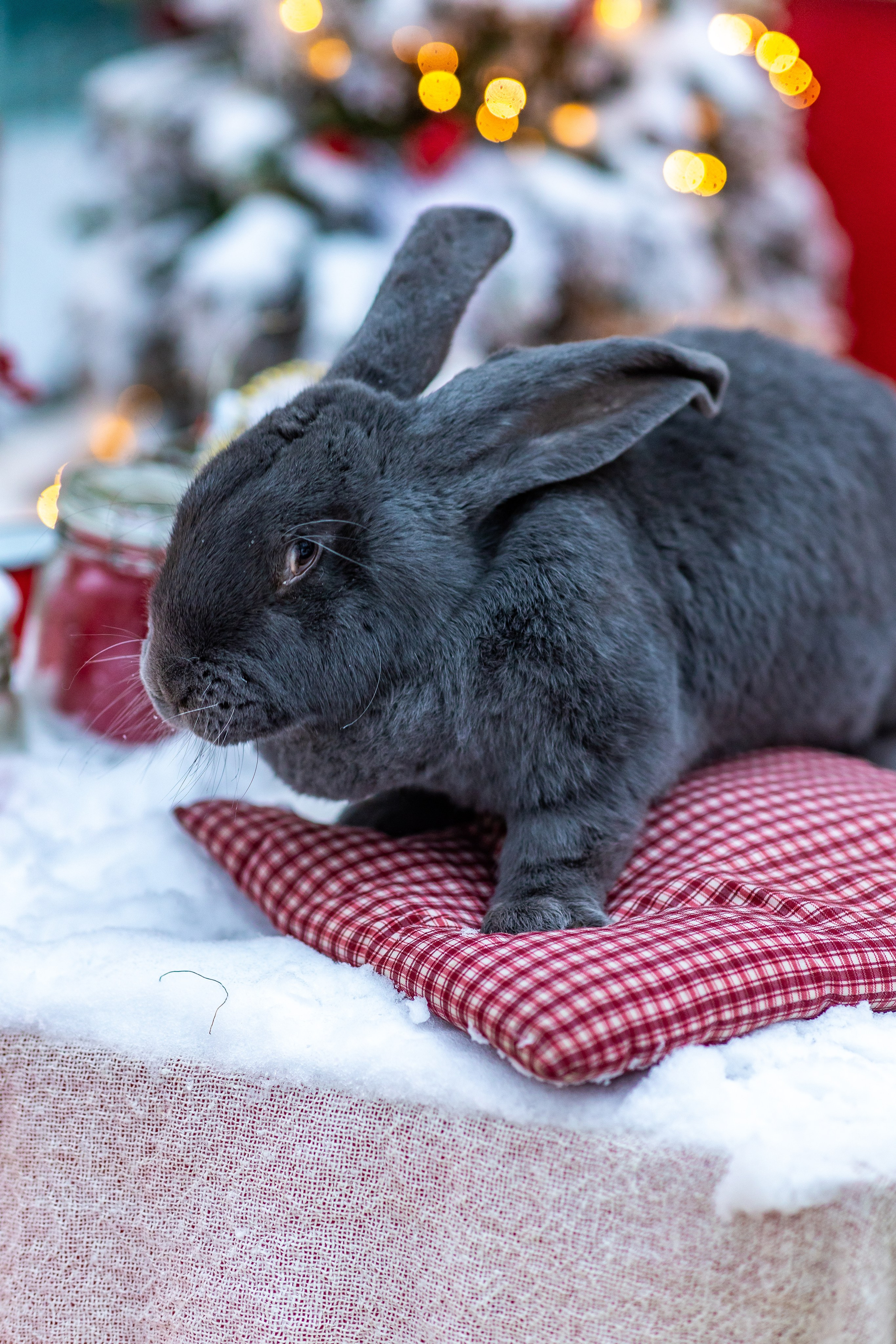 Полина и гигантский кролик Зая. Фото и видео Москва. Свадебный фотограф, видеограф, фотосессии, видеосъемка