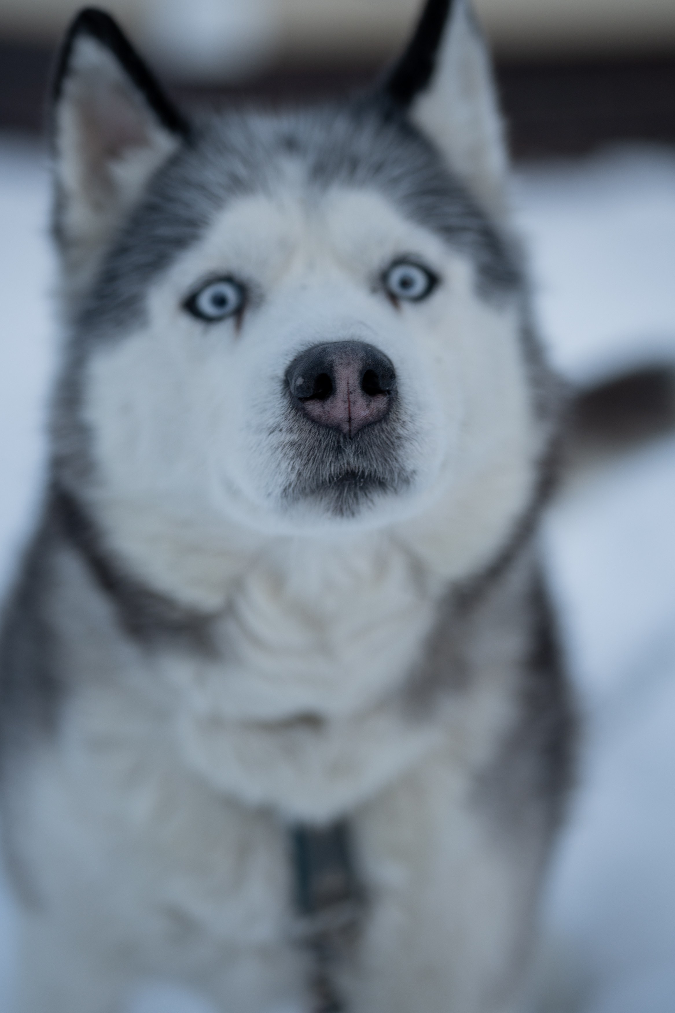 Анимализм. Портретный фотограф Олеся Владимирова в Москве
