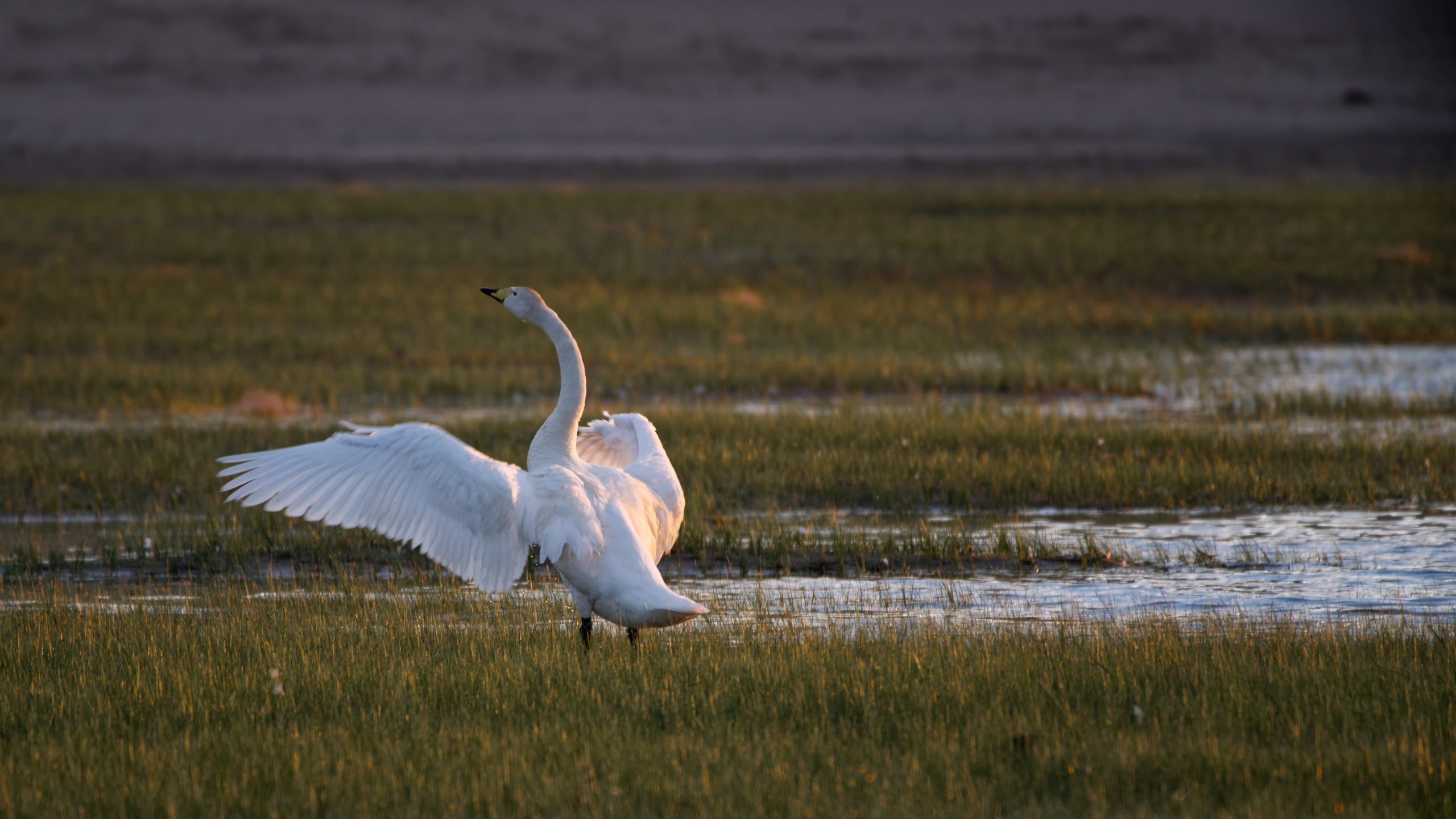 Экспедиция в Монголию (Гоби). Семоха Валерий. Фотограф