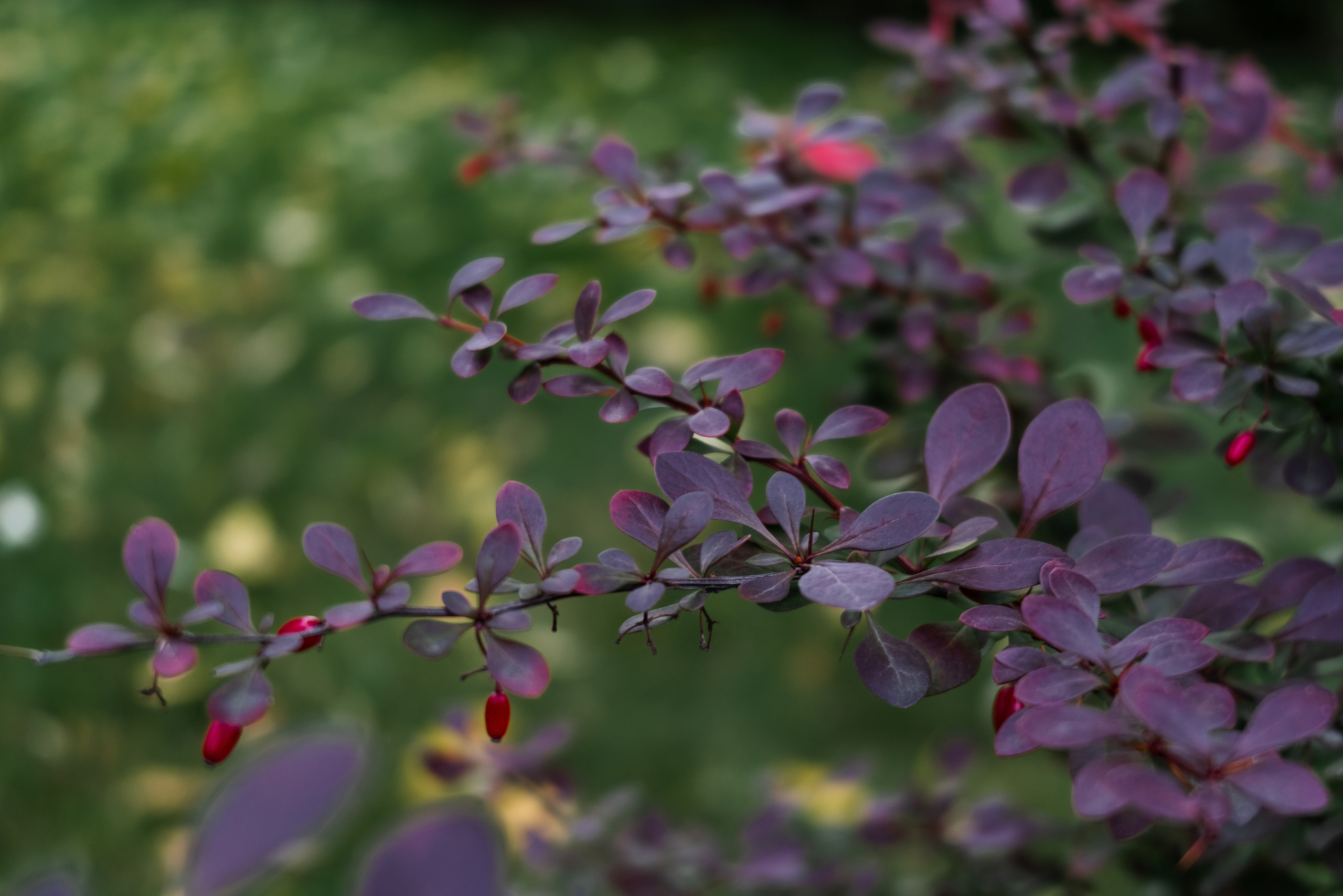 Skolkovo Park. Артамонов Александр | Архитектурный и ландшафтный фотограф