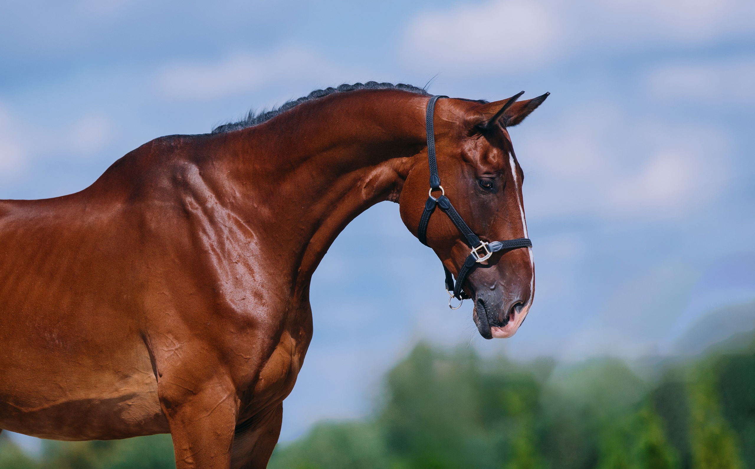 На природе. Фотограф-анималист Ксендзова Кристина