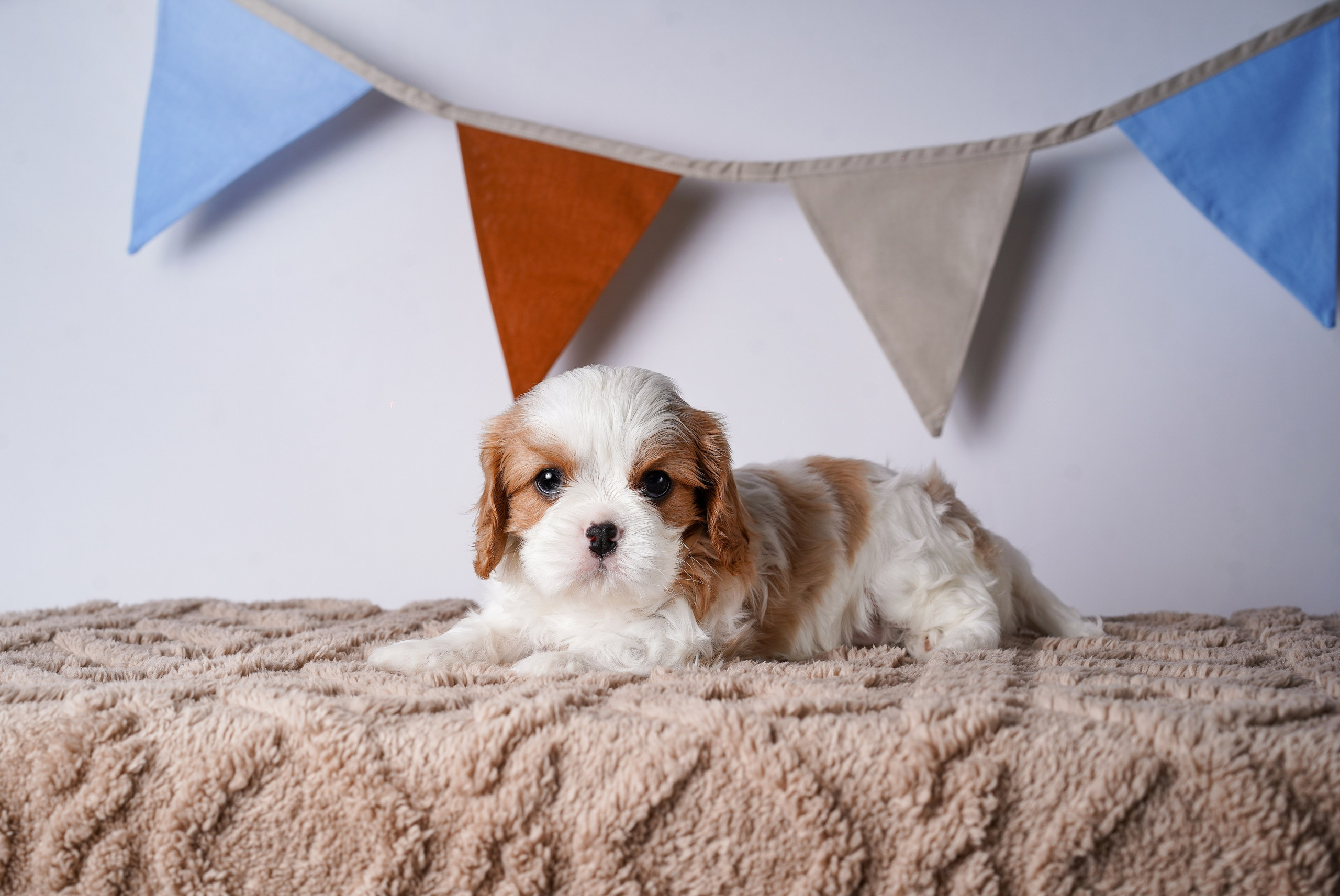 Щенки кавалер кинг чарльз спаниеля. Фотограф-анималист в Санкт-Петербурге Яна Мартынова