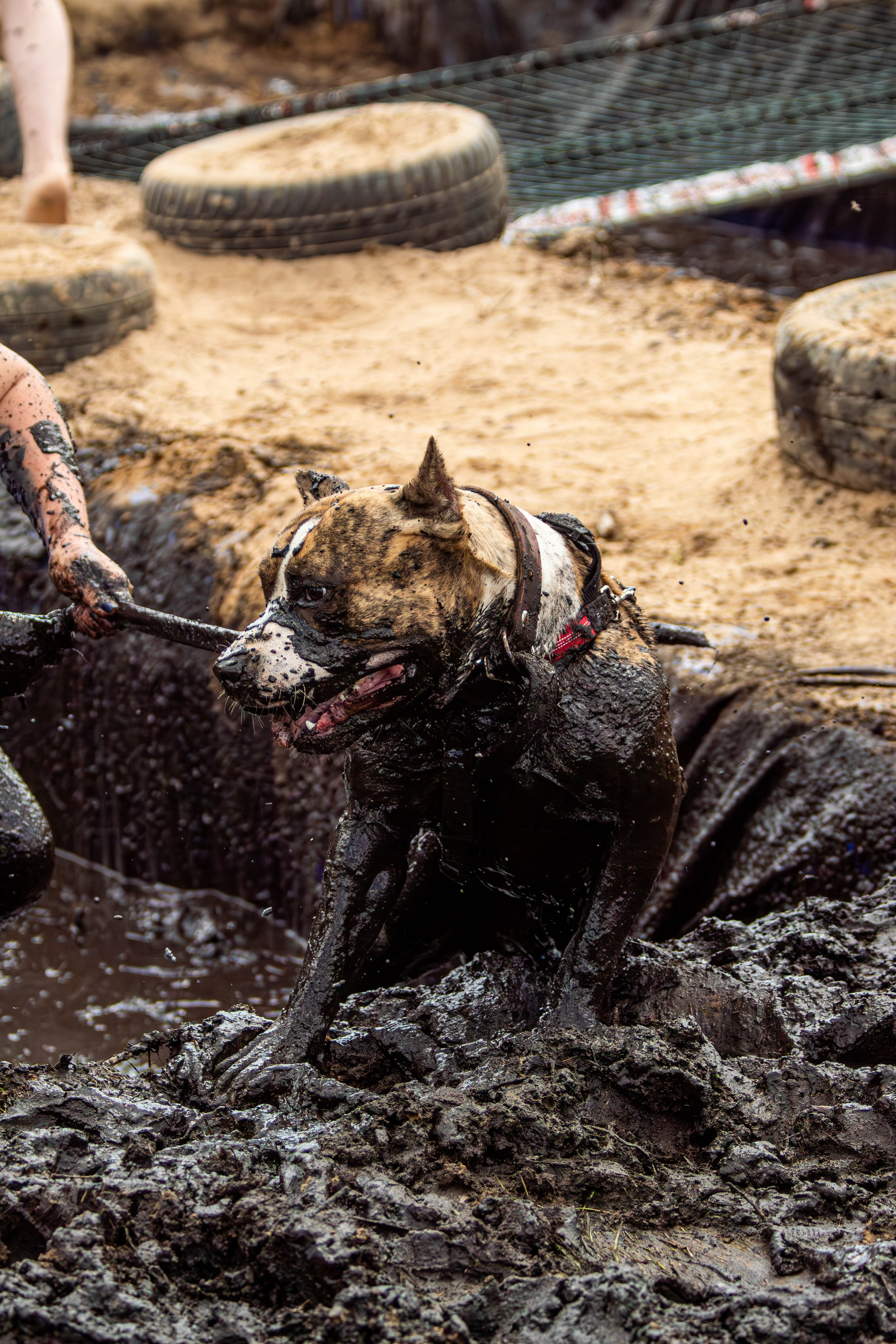 Хвостатый Драйв 2024. Фотограф анималист — Тула, Москва