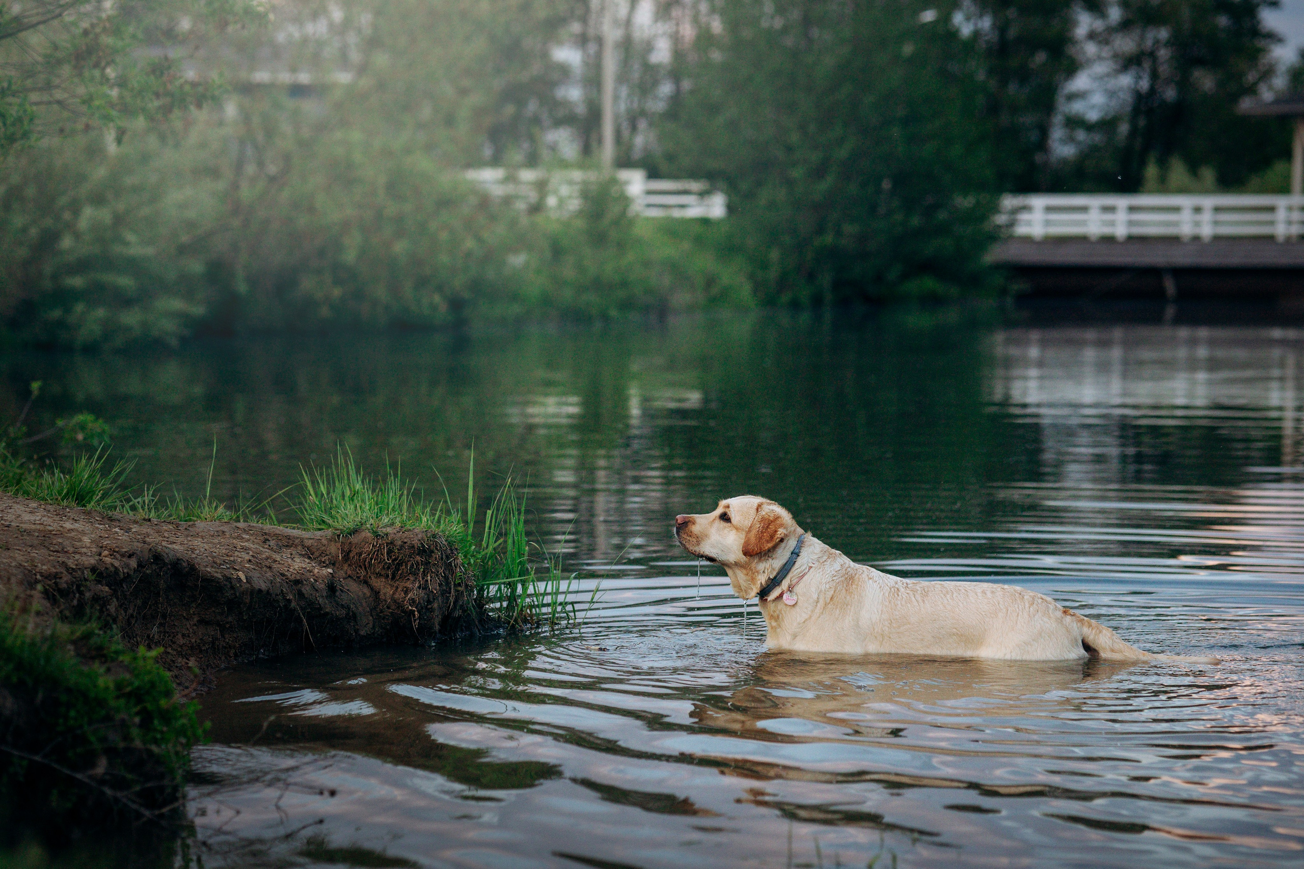 Шани и ее семья. Фотограф — Анималист | Санкт-Петербург