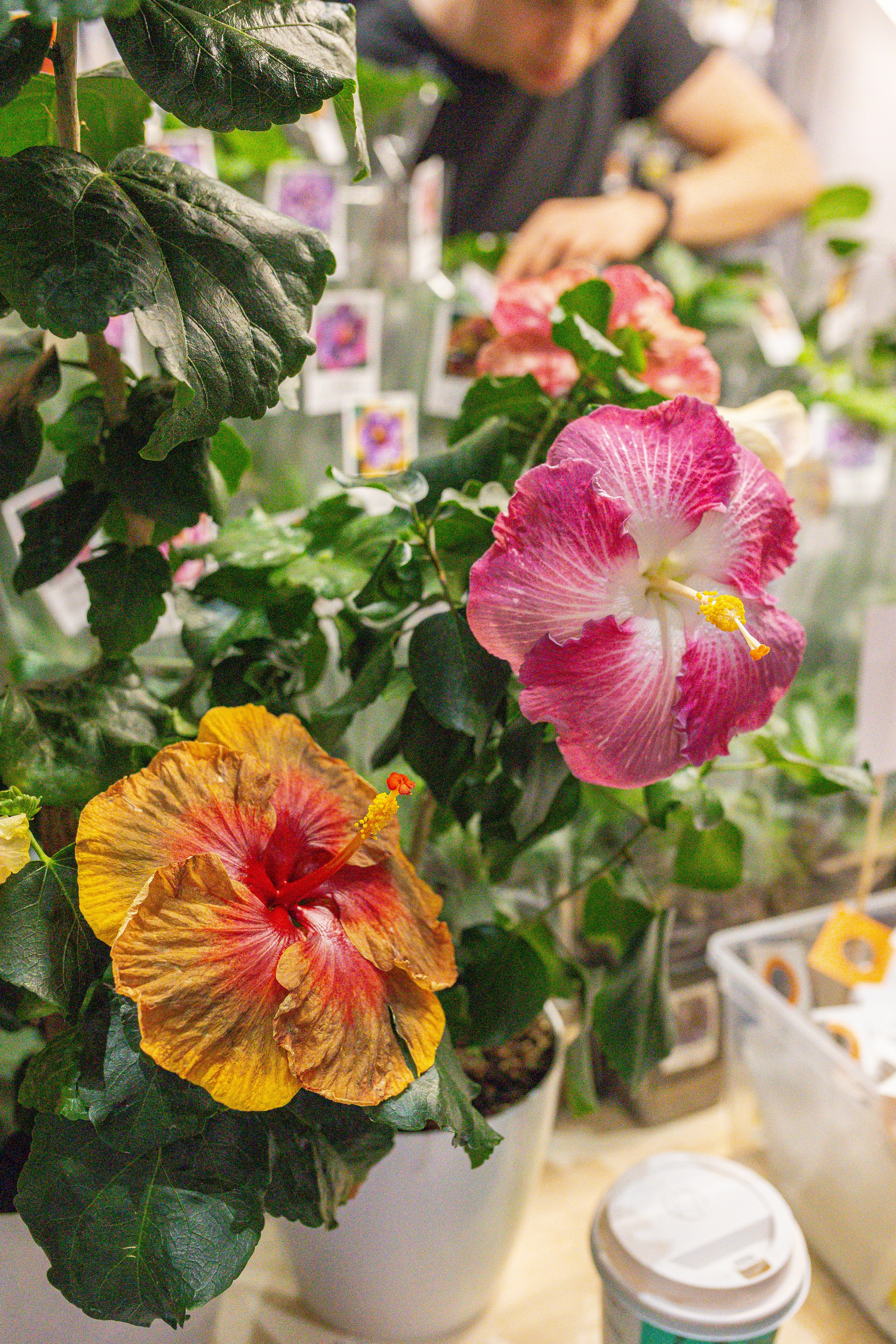 Монстериум апрель 2026. Александра Куликова фотограф, Москва