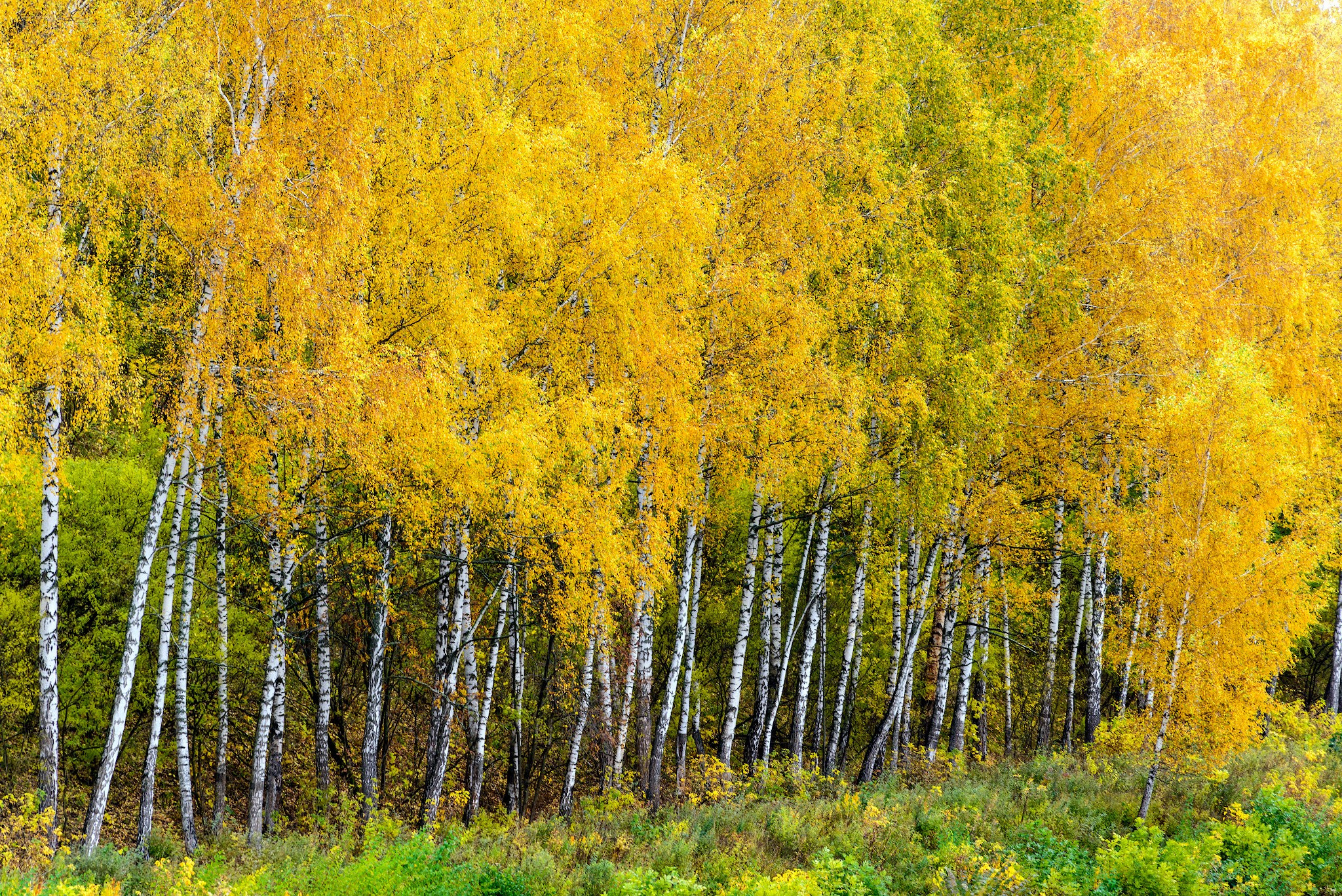 Золотая осень в Подмосковье.