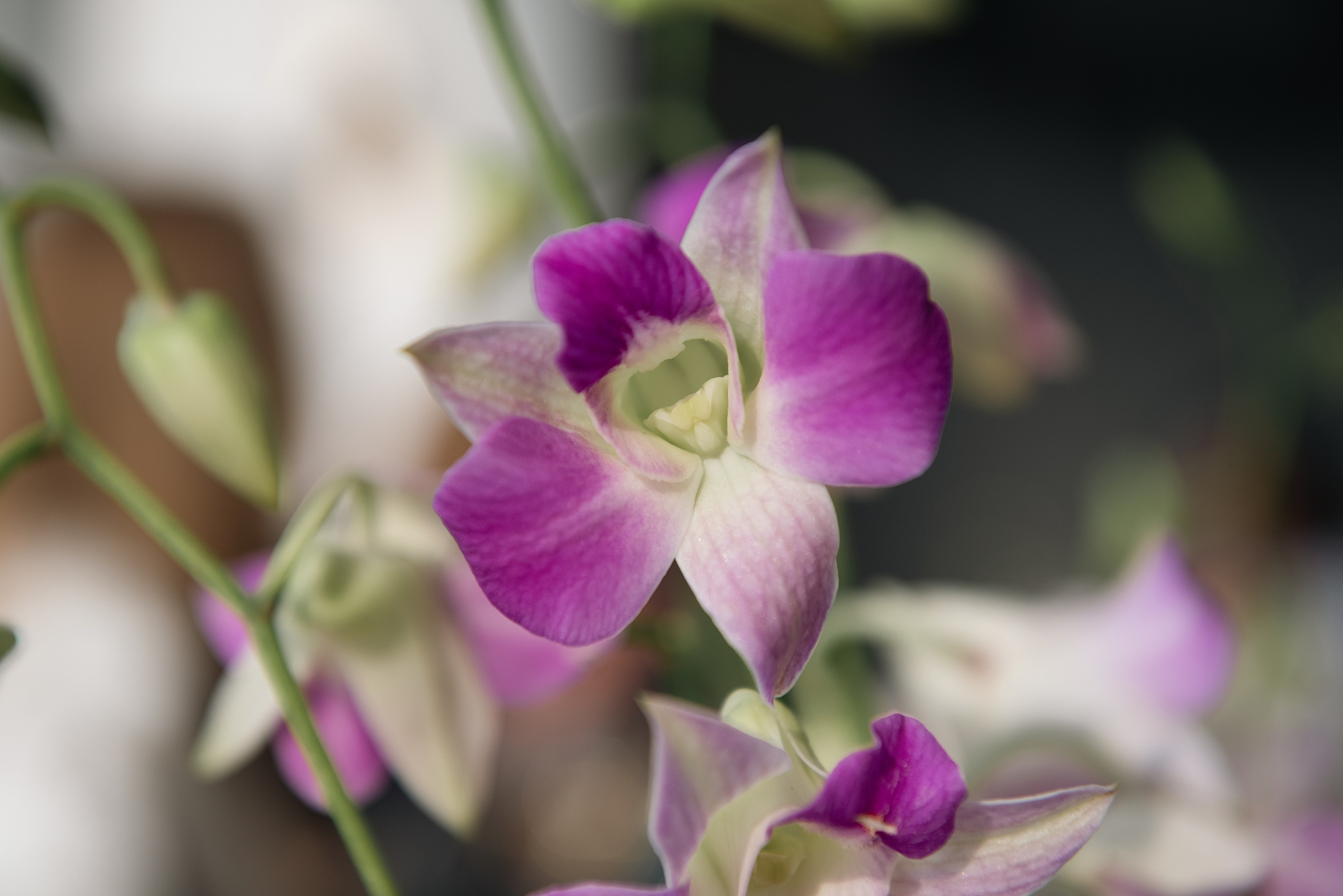 Корпоратив в языковой школе. Фотограф, визажист. Москва