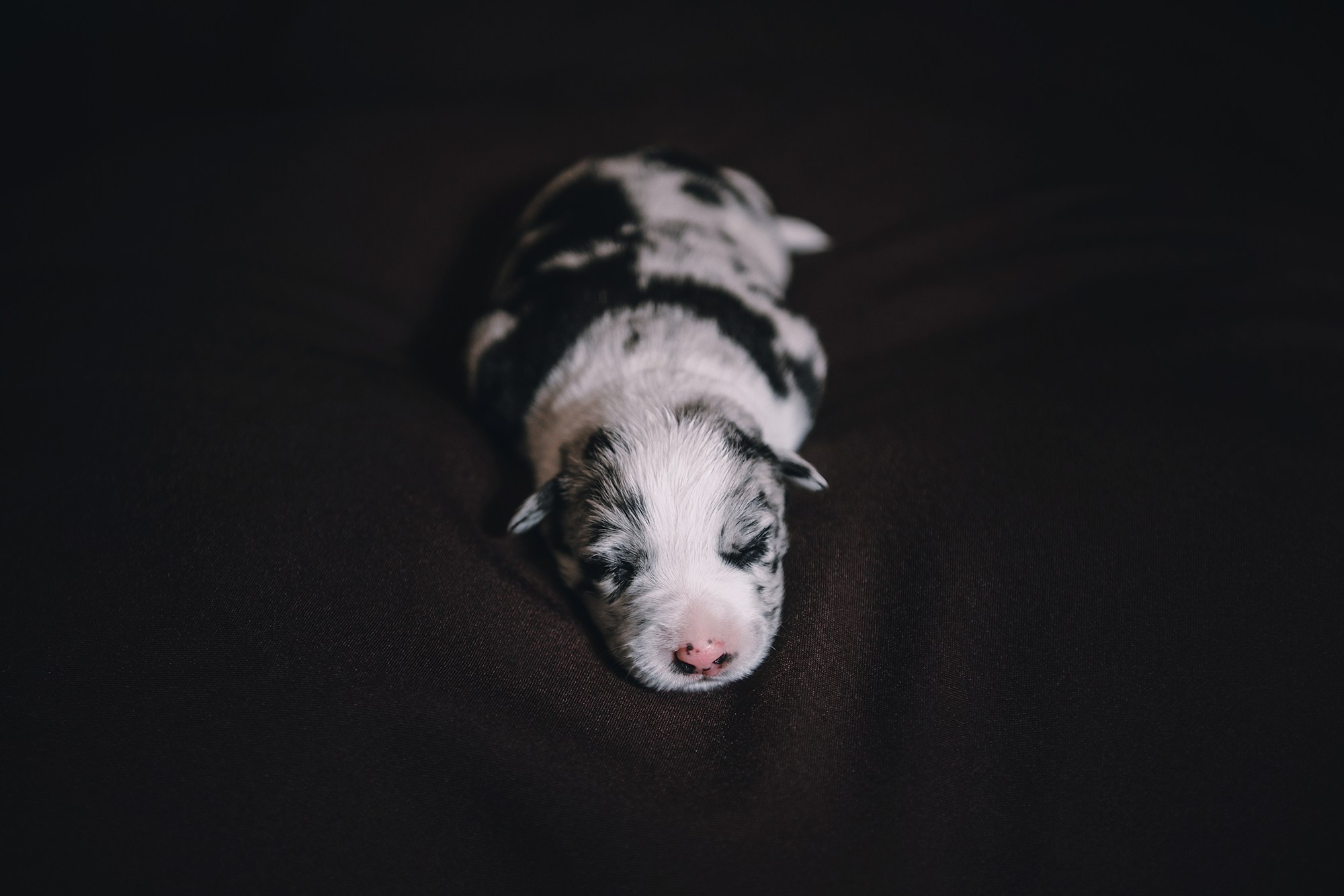 Щенки. Фотограф Анна Тюрина