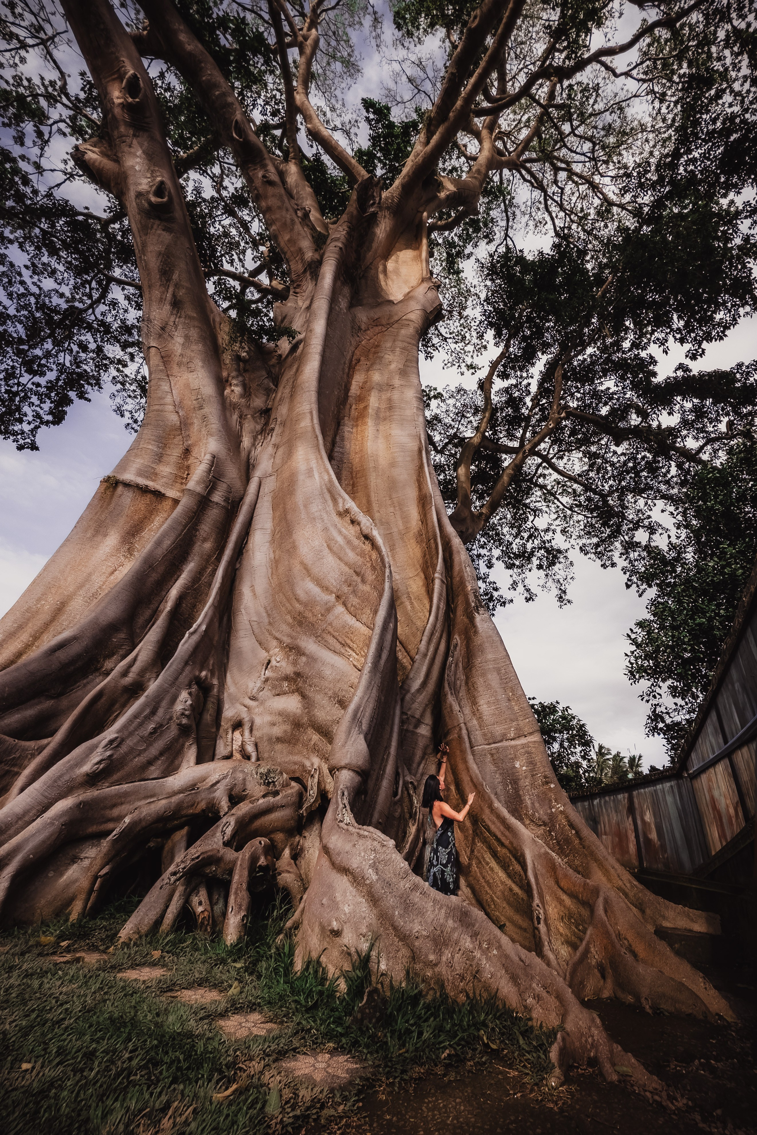 Banyan date. Mariam Bagdasaryan