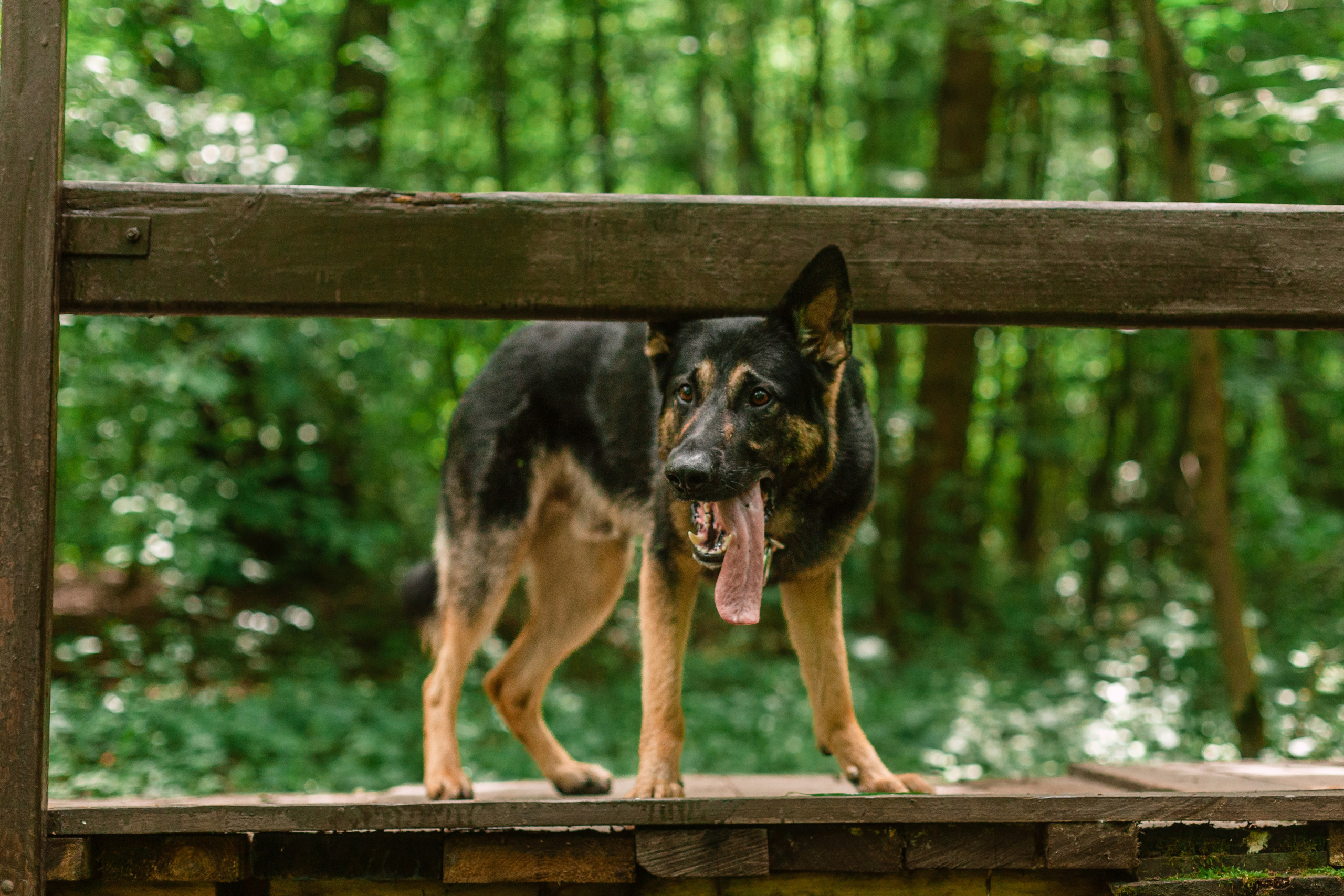 Лесная летняя фотопрогулка. Фотограф-анималист Татьяна Степанова