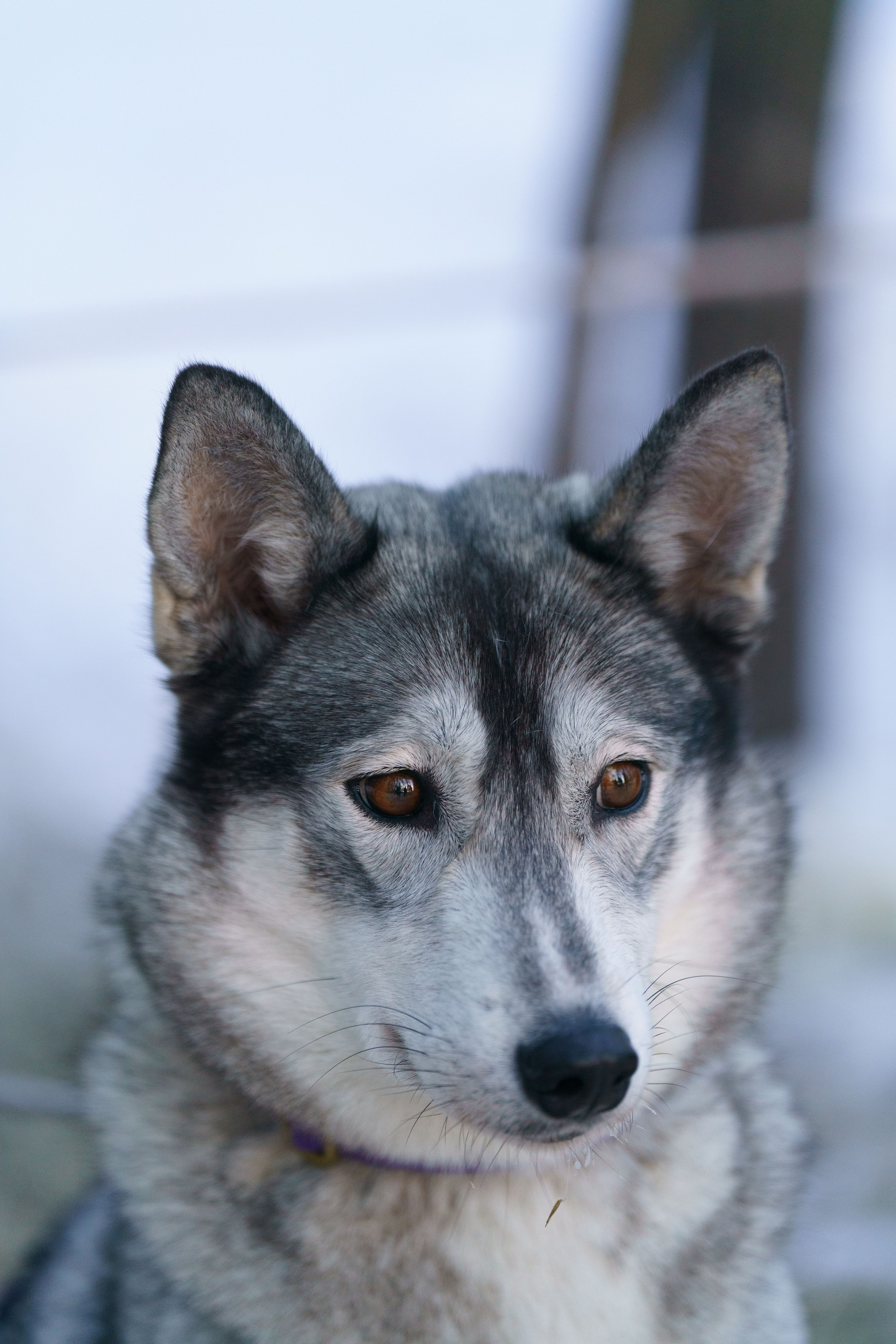 Катания на упряжке. Фотограф-анималист в Санкт-Петербурге