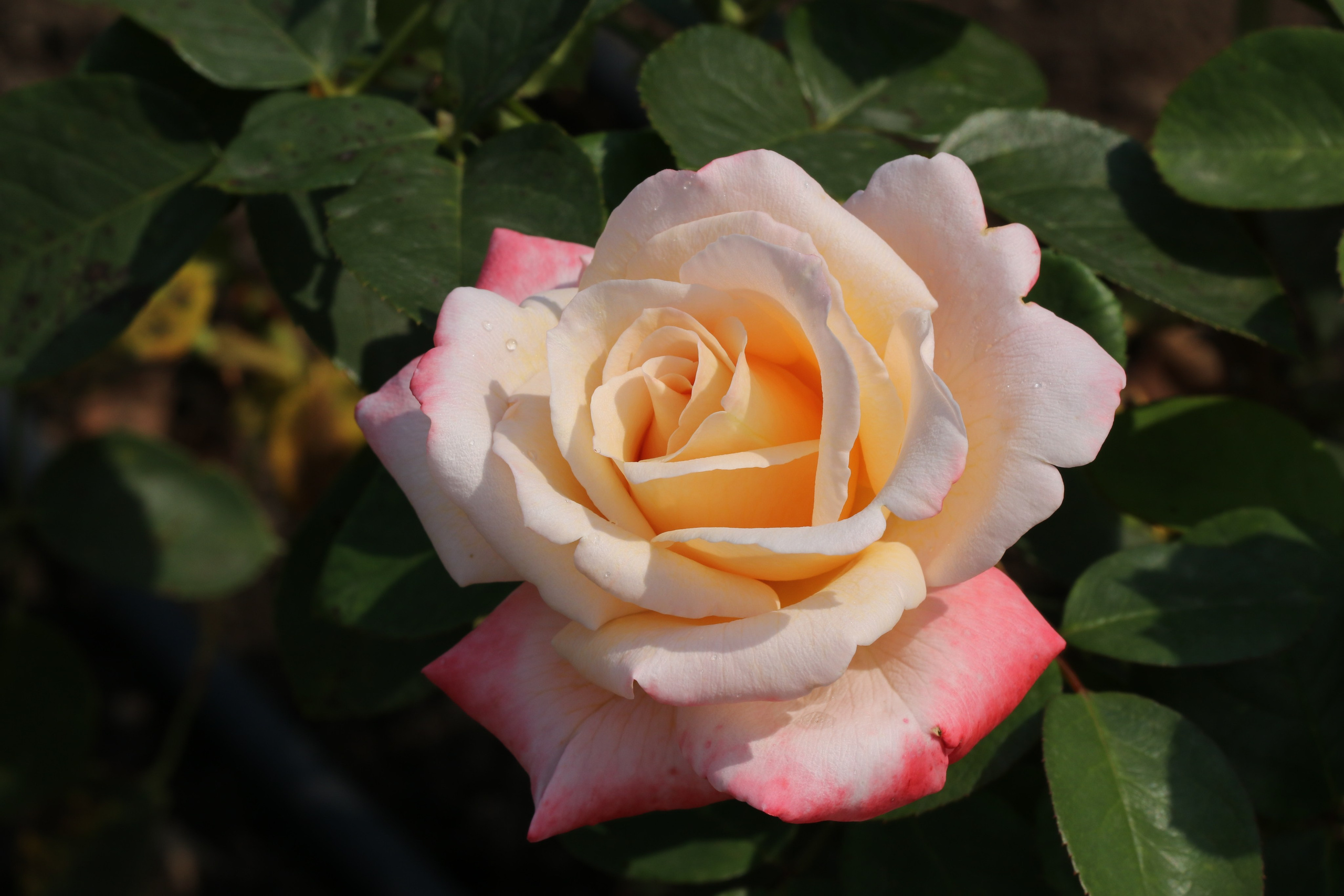 Долина роз в Кисловодске. Фото-художник и Репортажный фотограф Николаев Александр Алексеевич