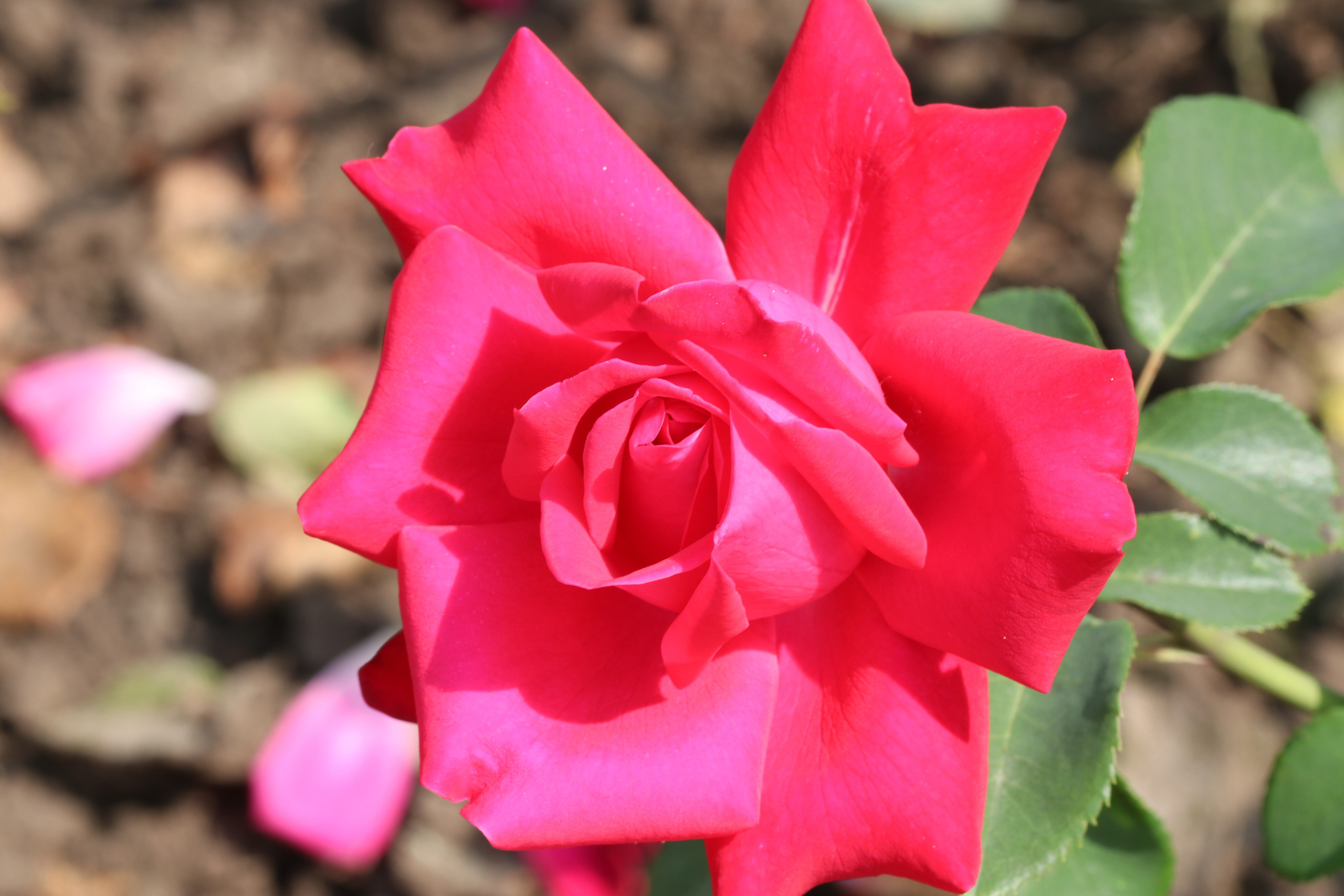 Долина роз в Кисловодске. Фото-художник и Репортажный фотограф Николаев Александр Алексеевич