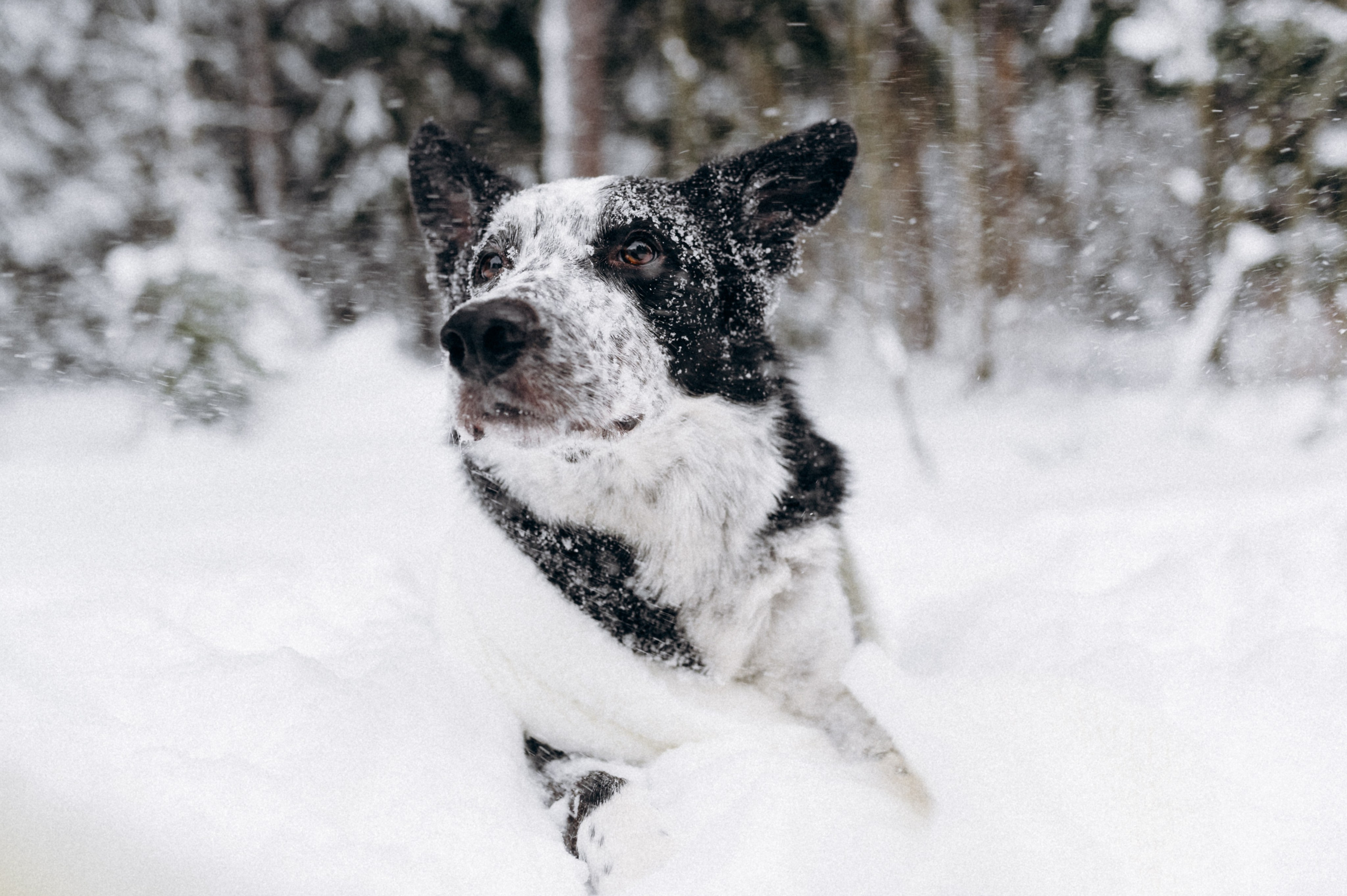 Аня и Милан. Фотограф анималист в Москве Ольга Агушева