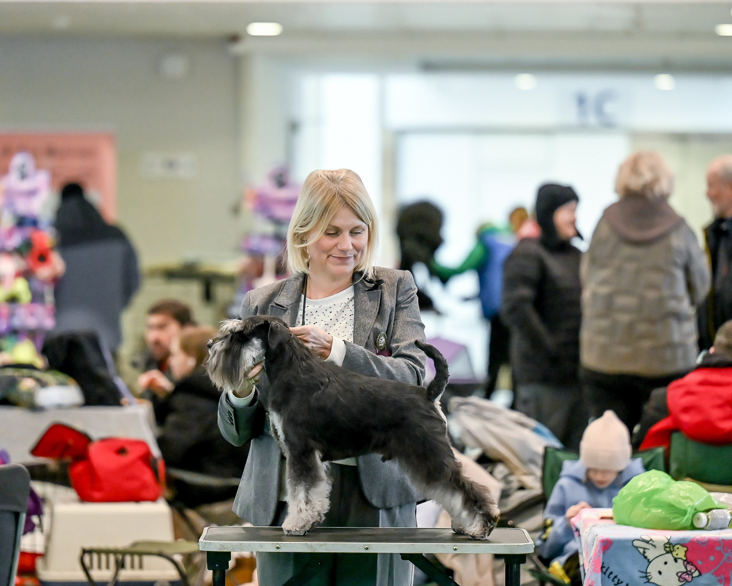 Цафир/ Delinso Balance Сzafir Lumier. Питомник цвергшнауцеров в Беларуси «Делинсо Бэлэнс»