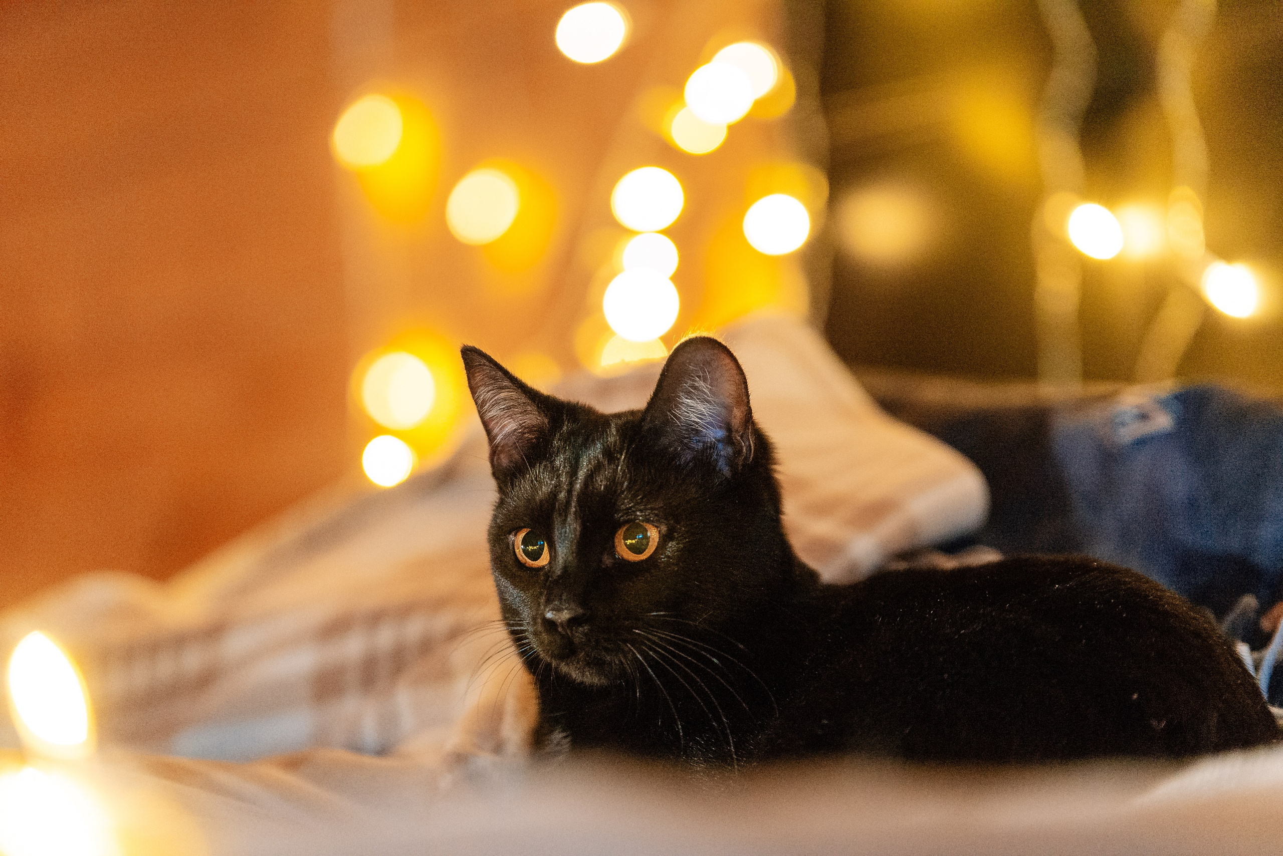 Светлана, Альфа и кошки ✨. Фотограф-анималист Анастасия Парфенова|Екатеринбург