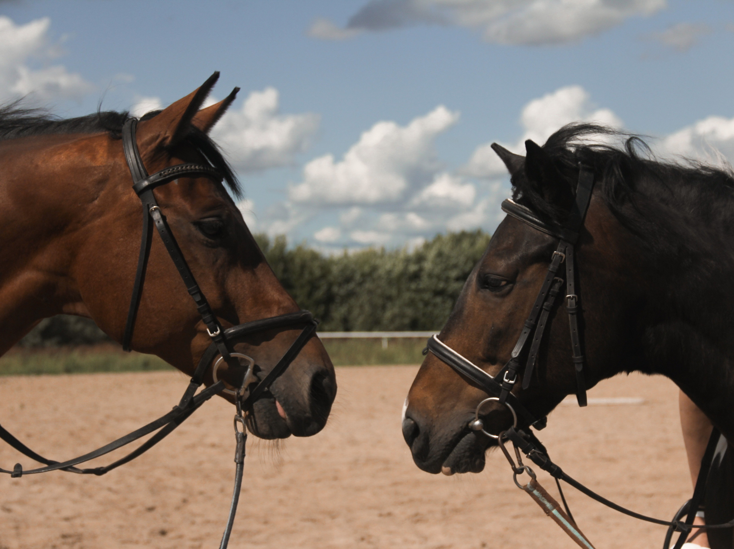 Одно счастье на двоих. Главная