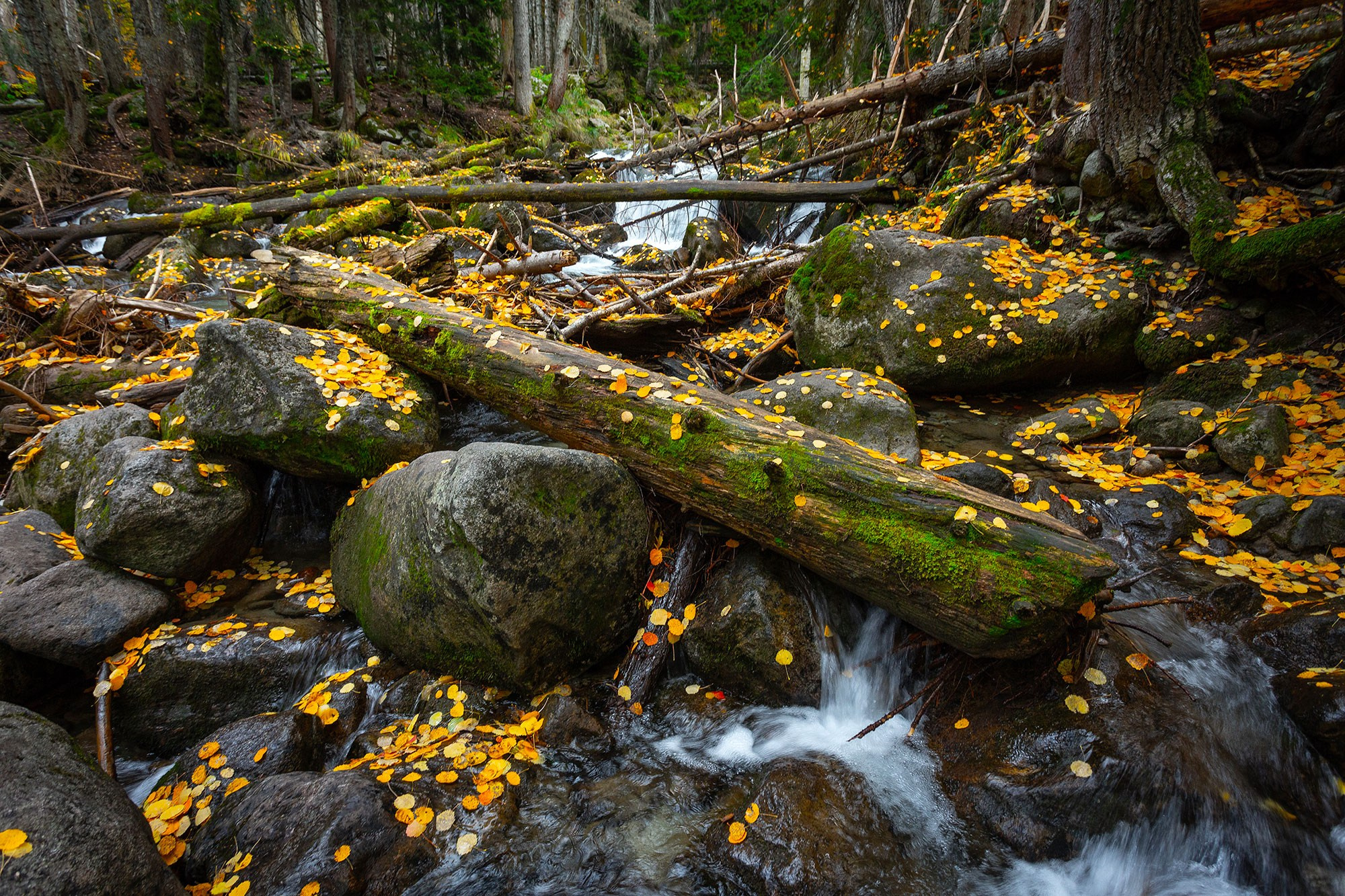 Свадебный фотограф в Геленджике