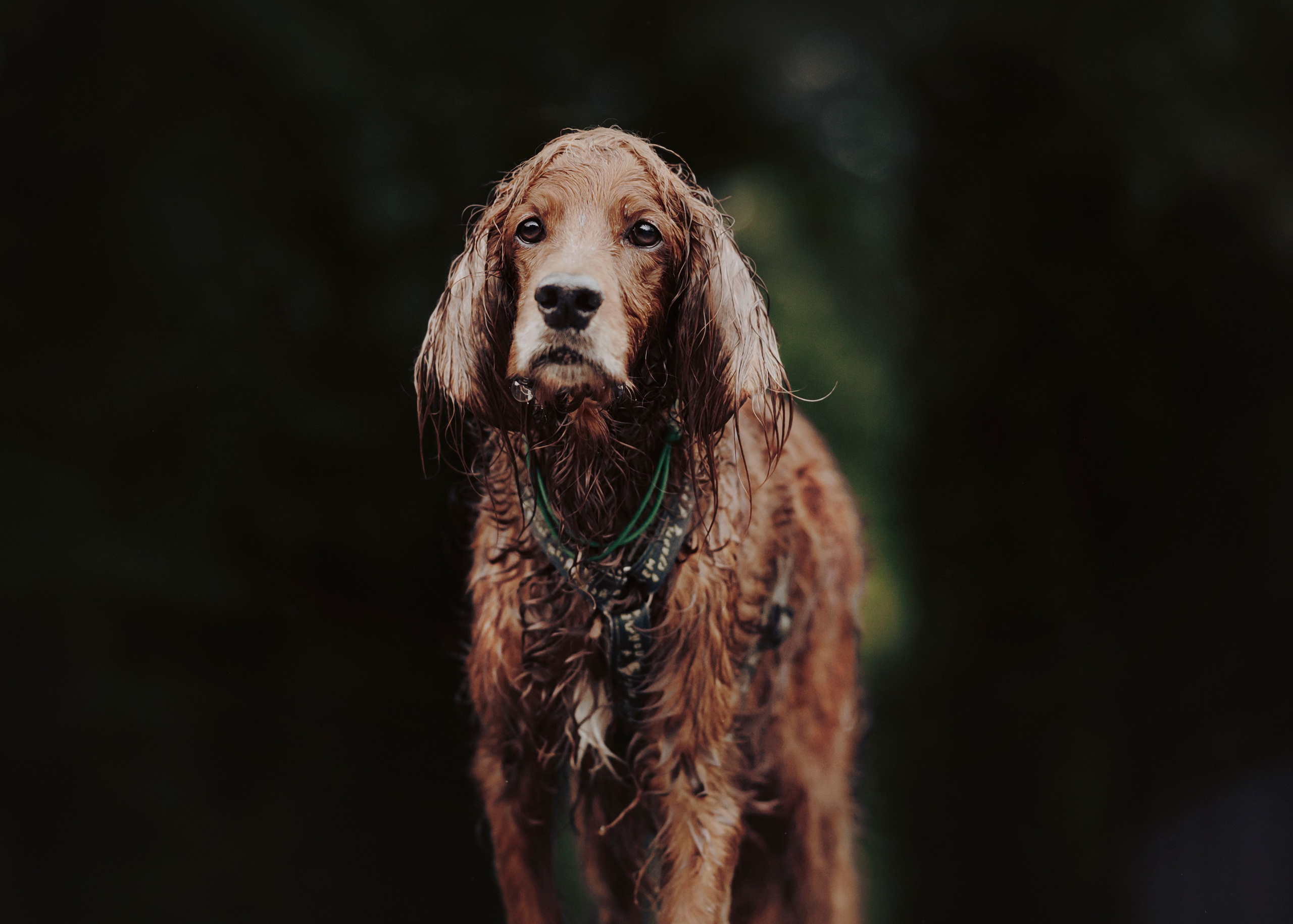 Рейн. Фотограф- анималист Александра Матвеева