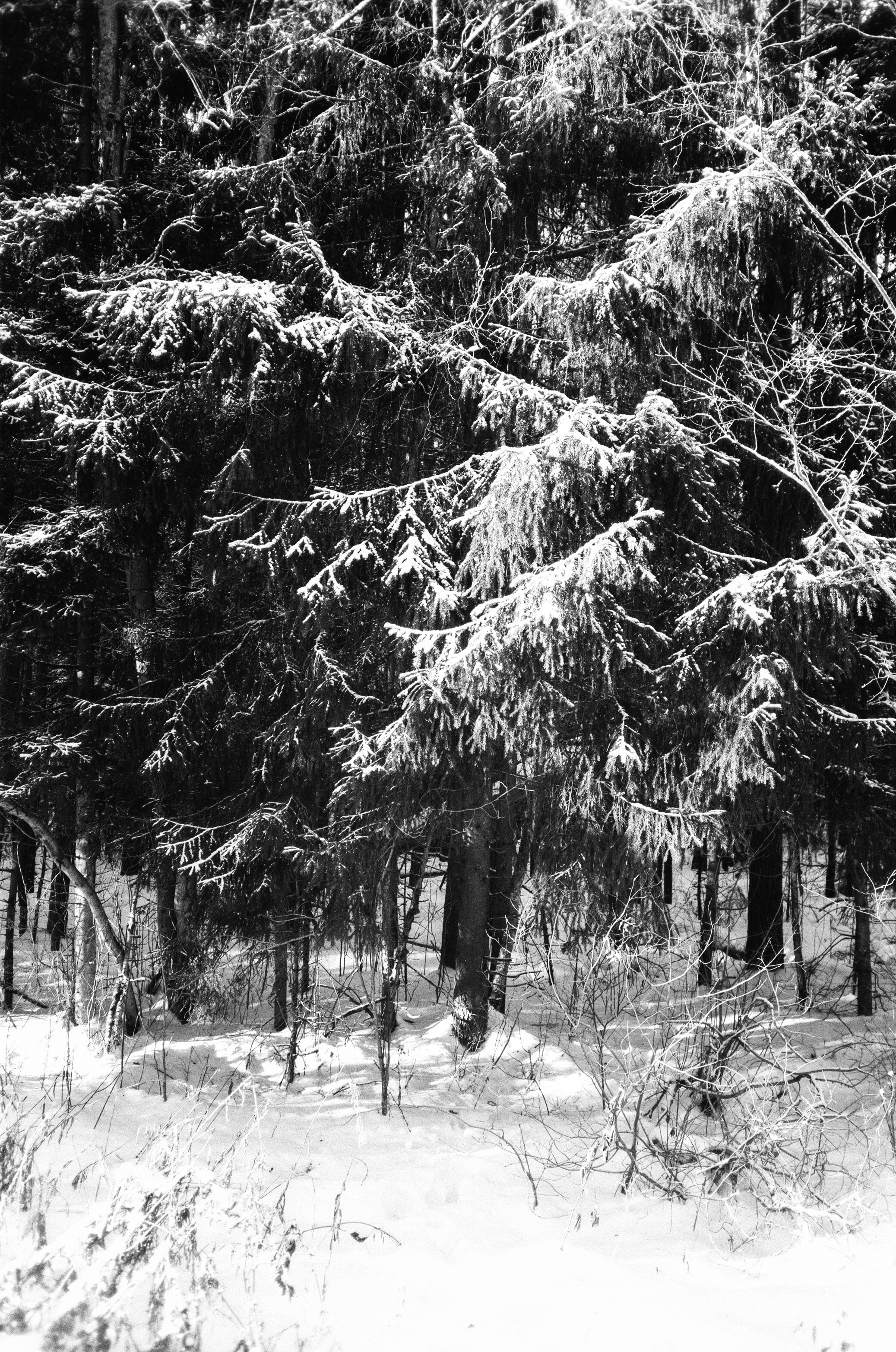 Nikon Action Touch (L35AW) / SFL T-25 / Давыдовское