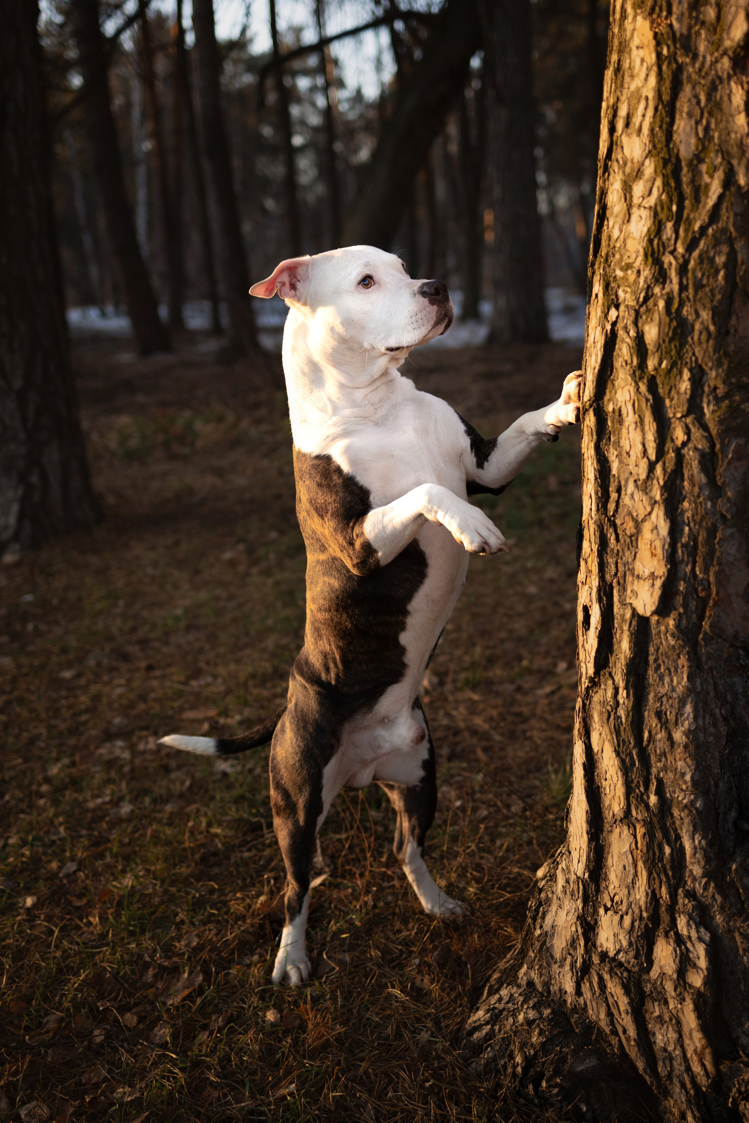 Арина и Спартак