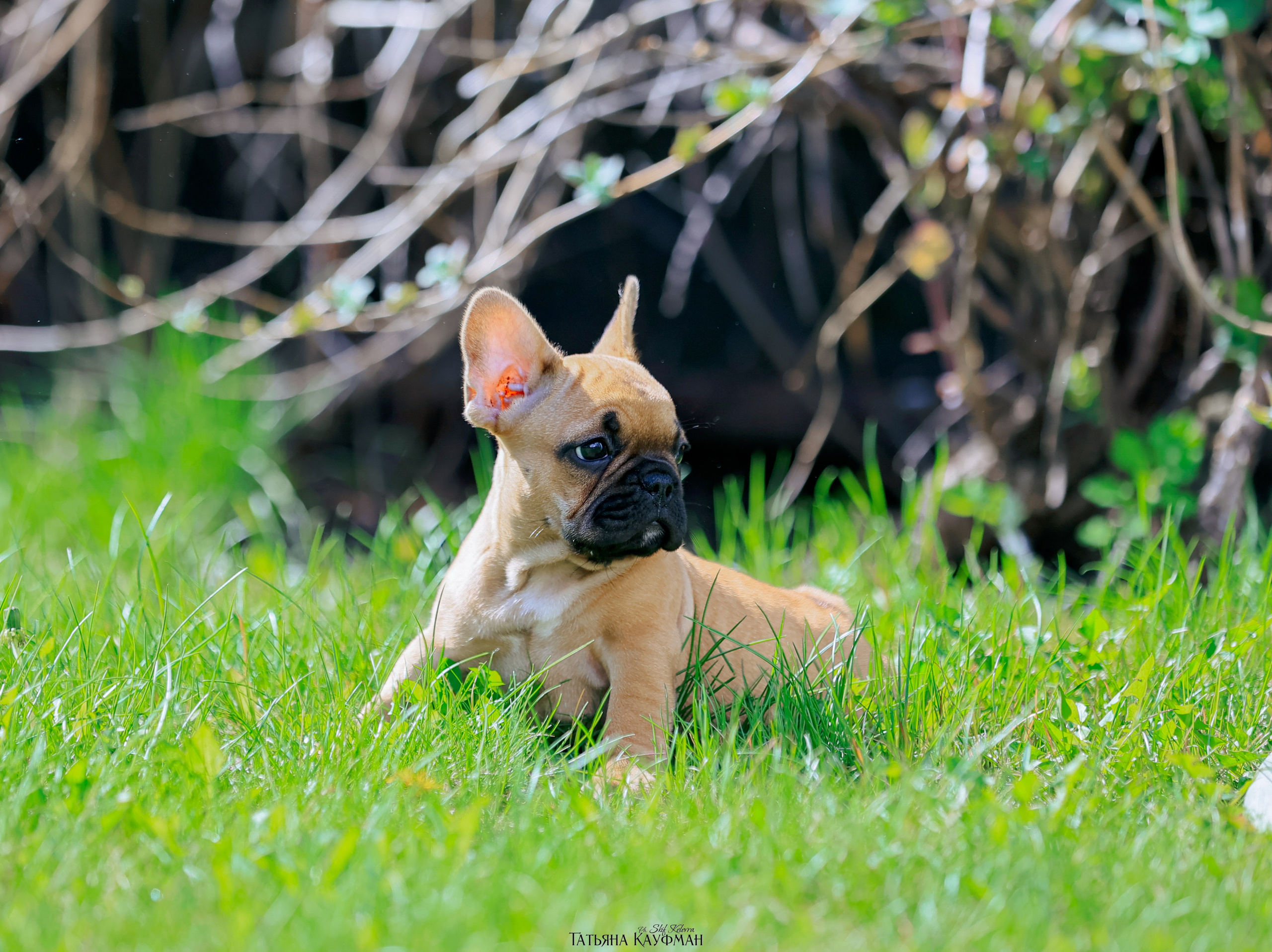 Французский бульдог, фотография французского бульдога, щенки бульдога, щенки французского бульдога, красивая собака, фотограф анималист, фотокурс Анималистика, научиться фотографировать собак, фотограф Новосибирск